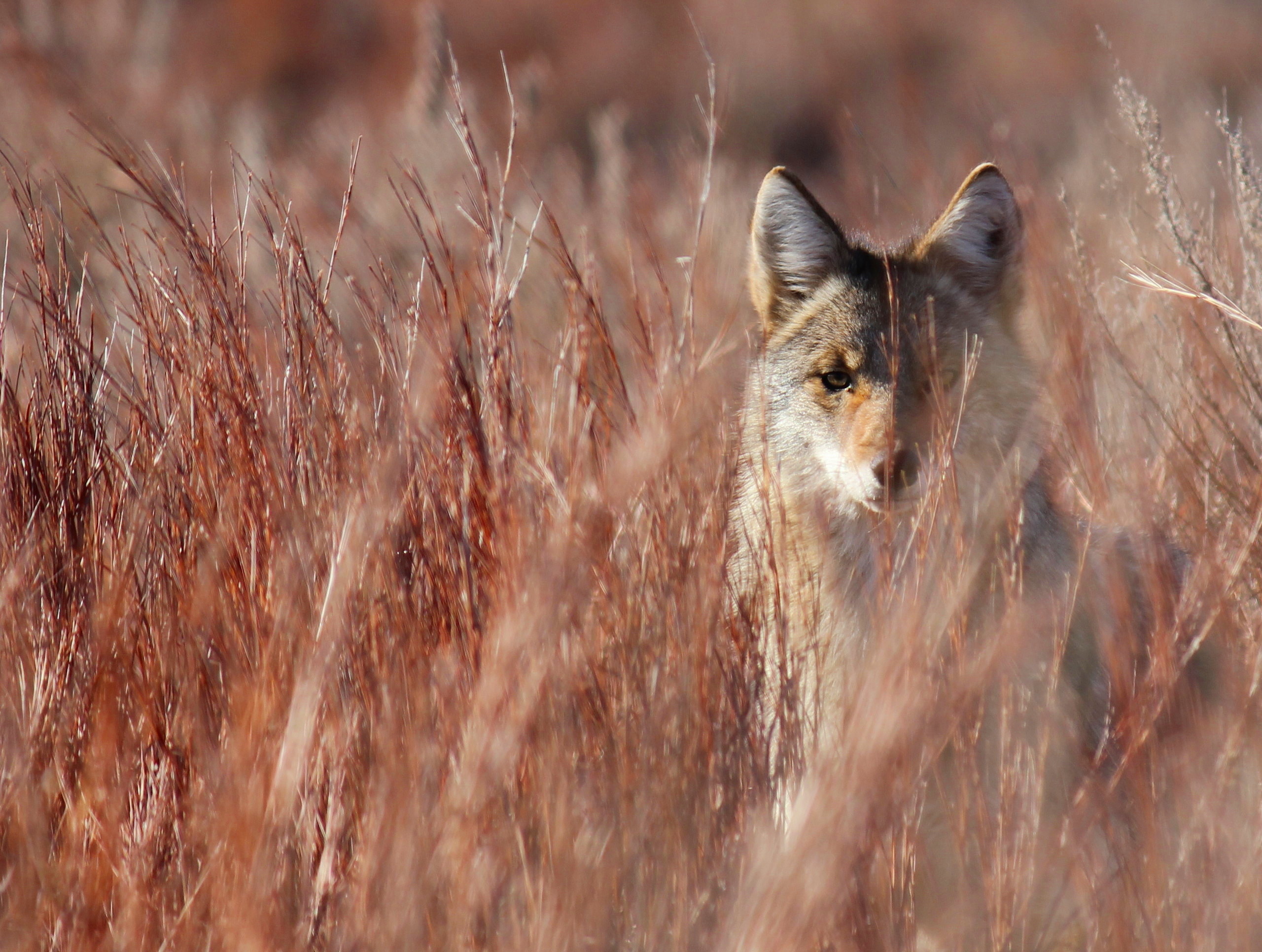 4th Place - Coyote in Little Bluestem in Red Hills (7469132472)