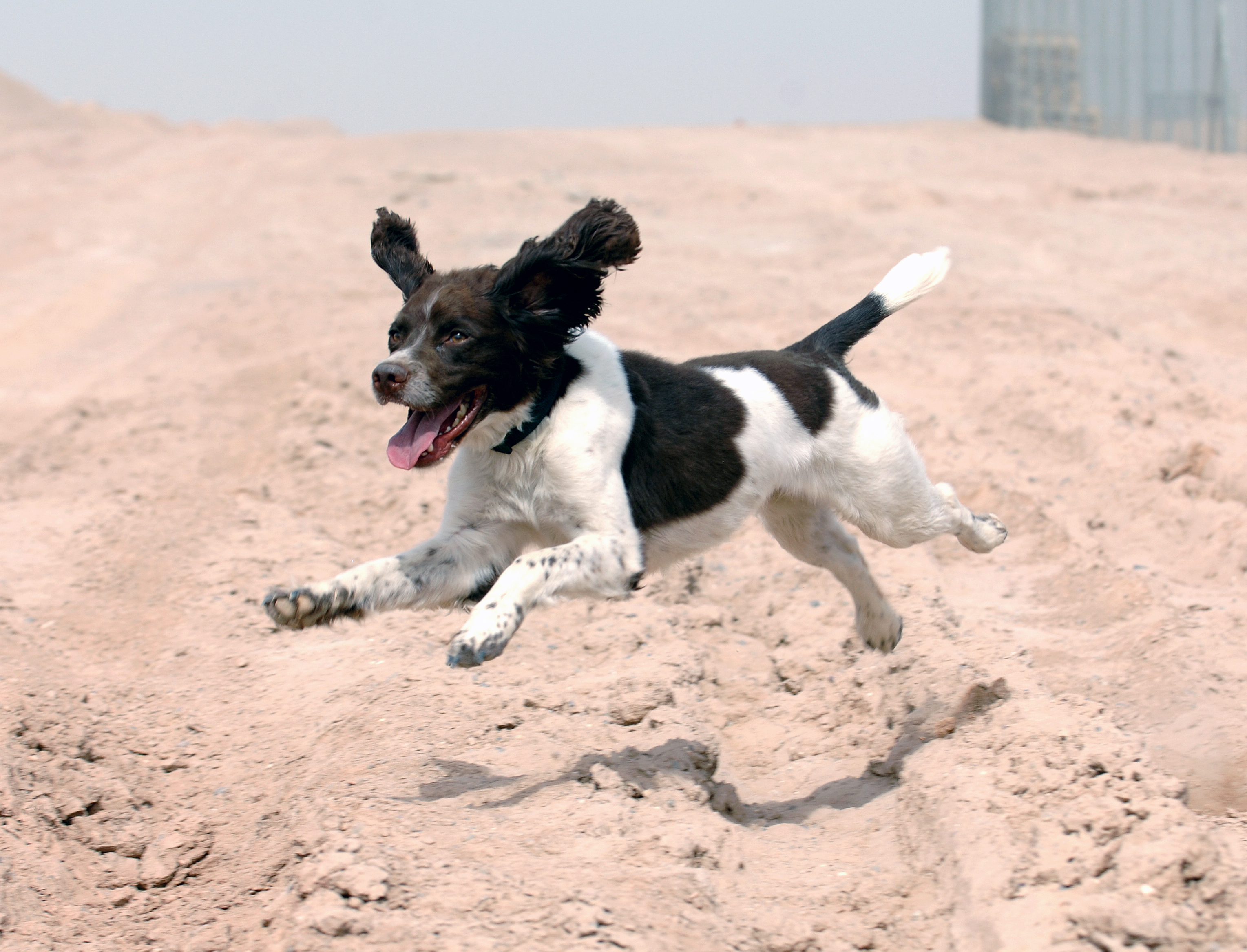'Harvey' the Springer Spaniel is an Arms Explosive Search (AES) dog, currently serving in Afghanistan MOD 45148184