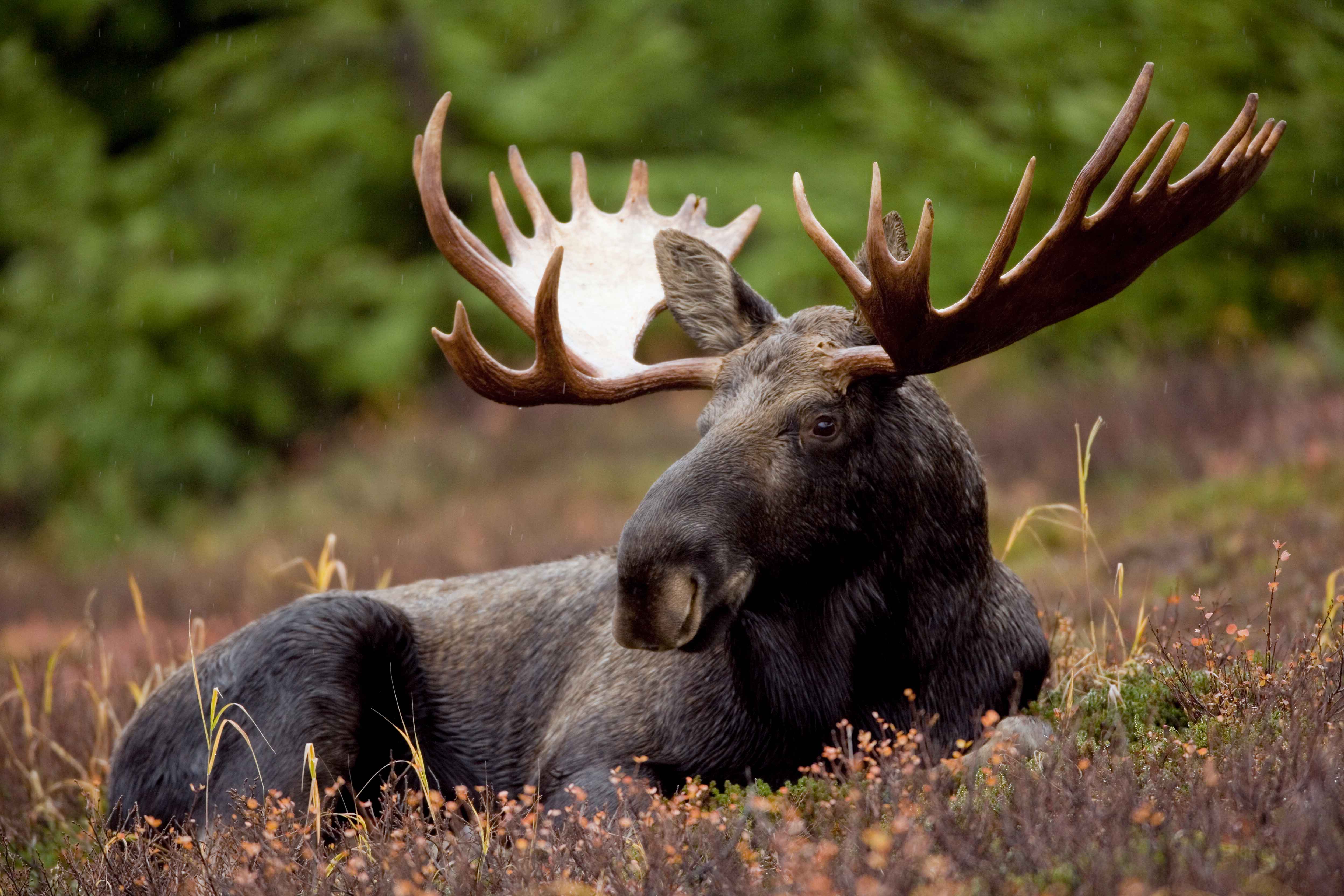 A bull moose animal mammal