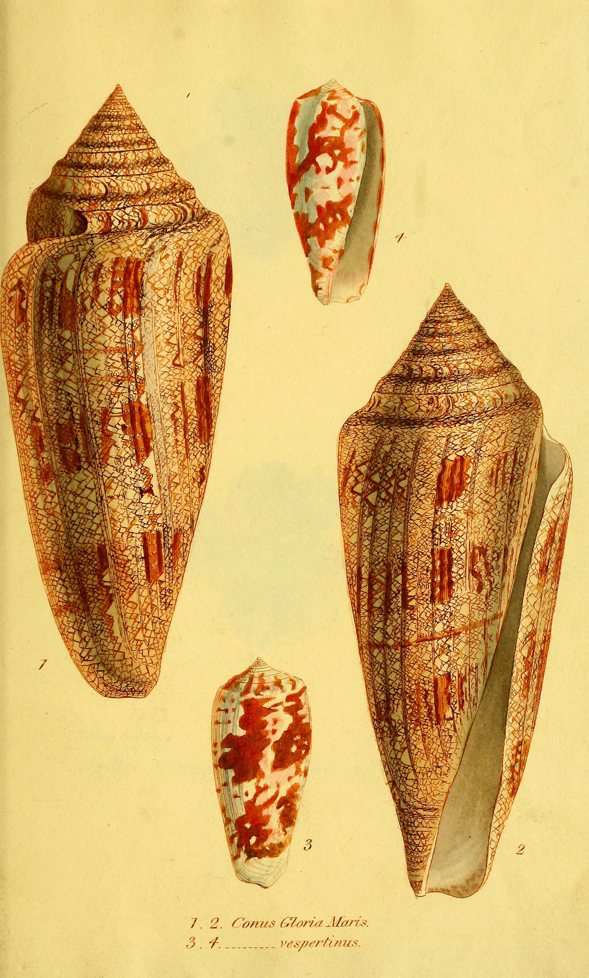A catalogue of the shells contained in the collection of the late Earl of Tankerville (Plate- Figs. 1-4) BHL27433212