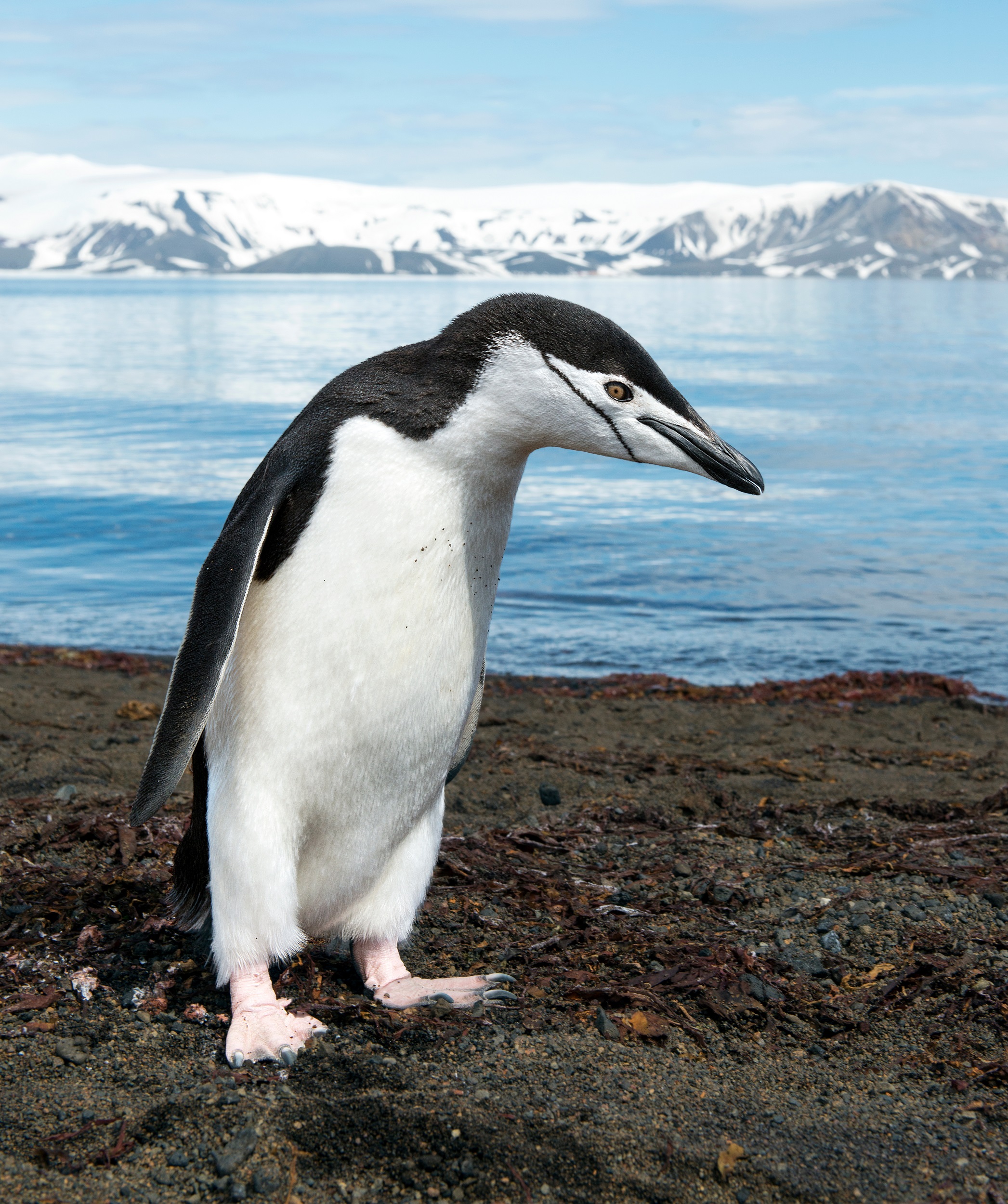 A chinstrap penguin (Pygoscelis antarcticus) on Deception Island in Antarctica