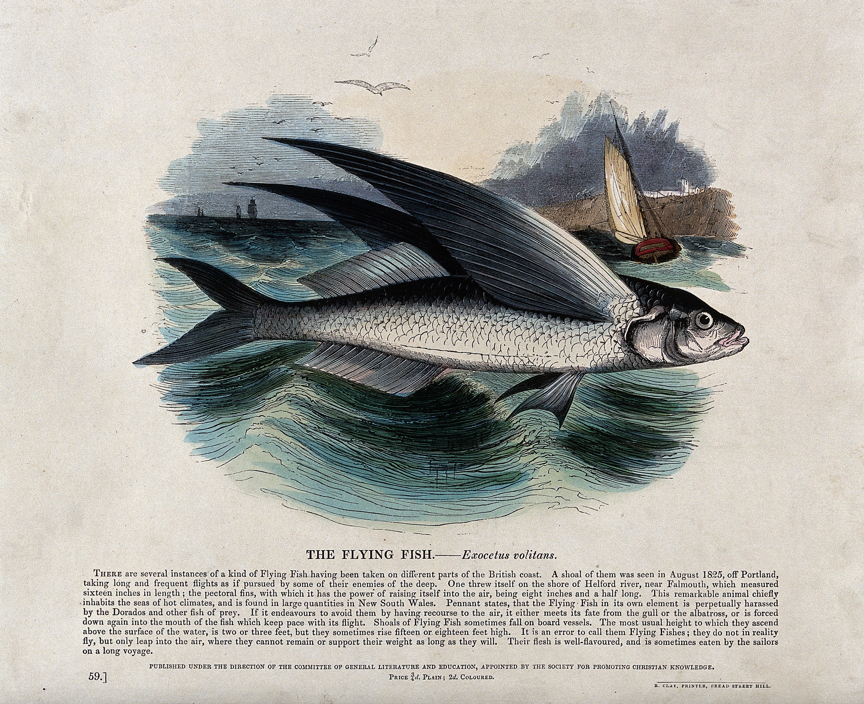 A flying fish in the sea with a boat in the background. Colo Wellcome V0020511