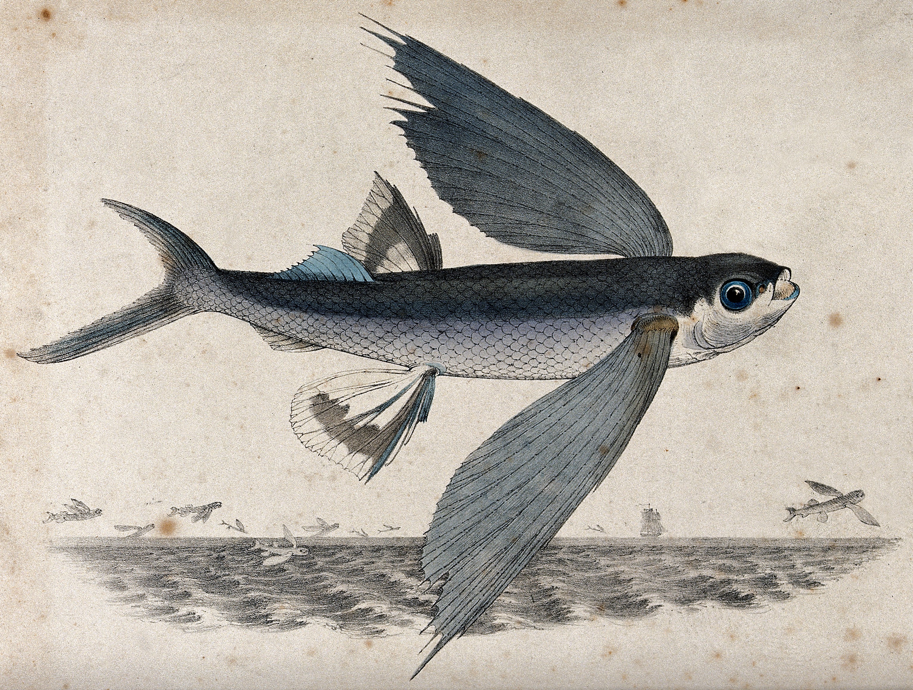A flying fish shown flying over water. Coloured lithograph b Wellcome V0022106