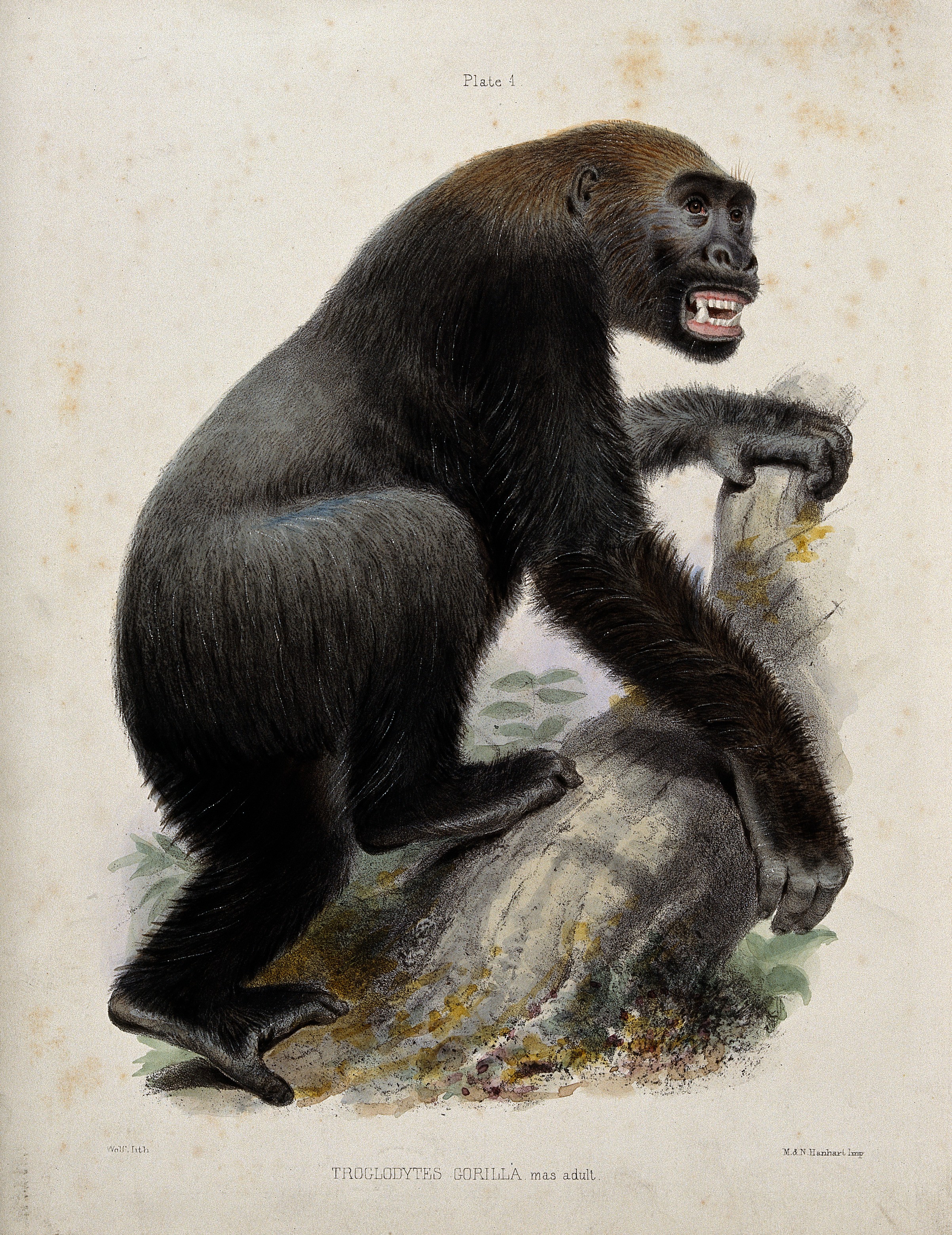 A large male gorilla. Coloured lithograph by J Wolf. Wellcome V0021468