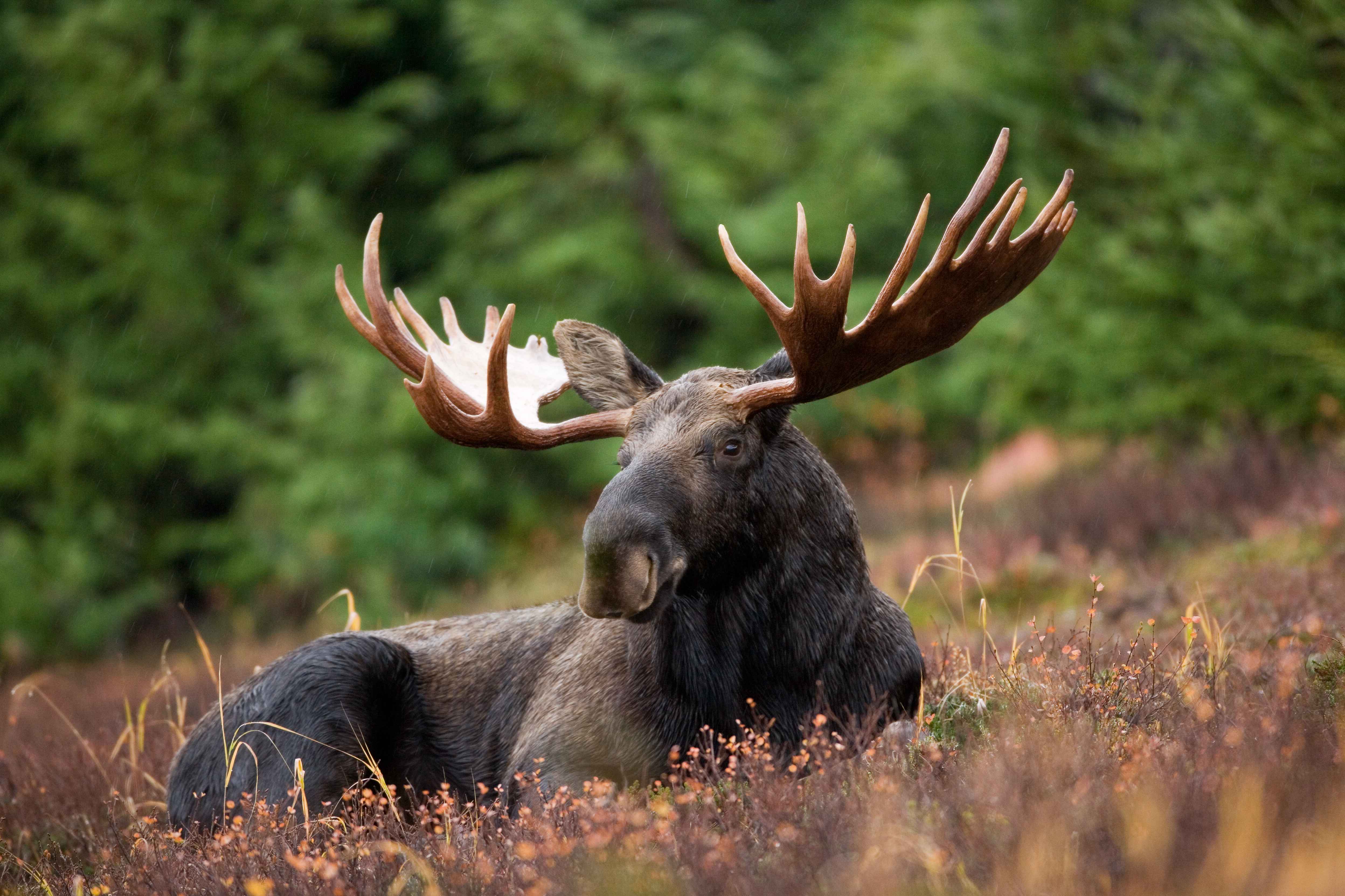 A male moose takes a rest in a field during a light rainshower