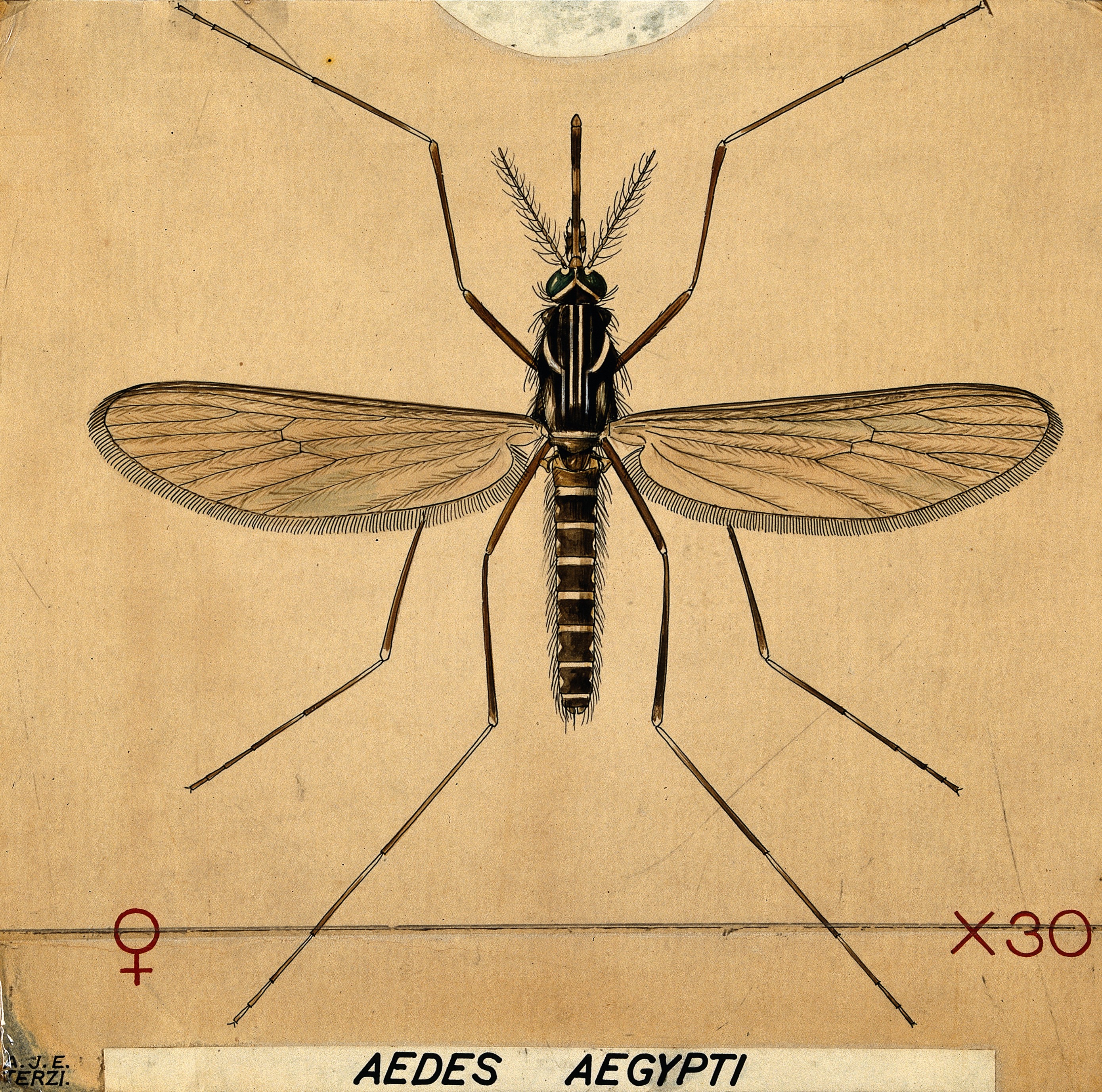 A mosquito (Aedes aegypti). Coloured drawing by A Wellcome V0022549