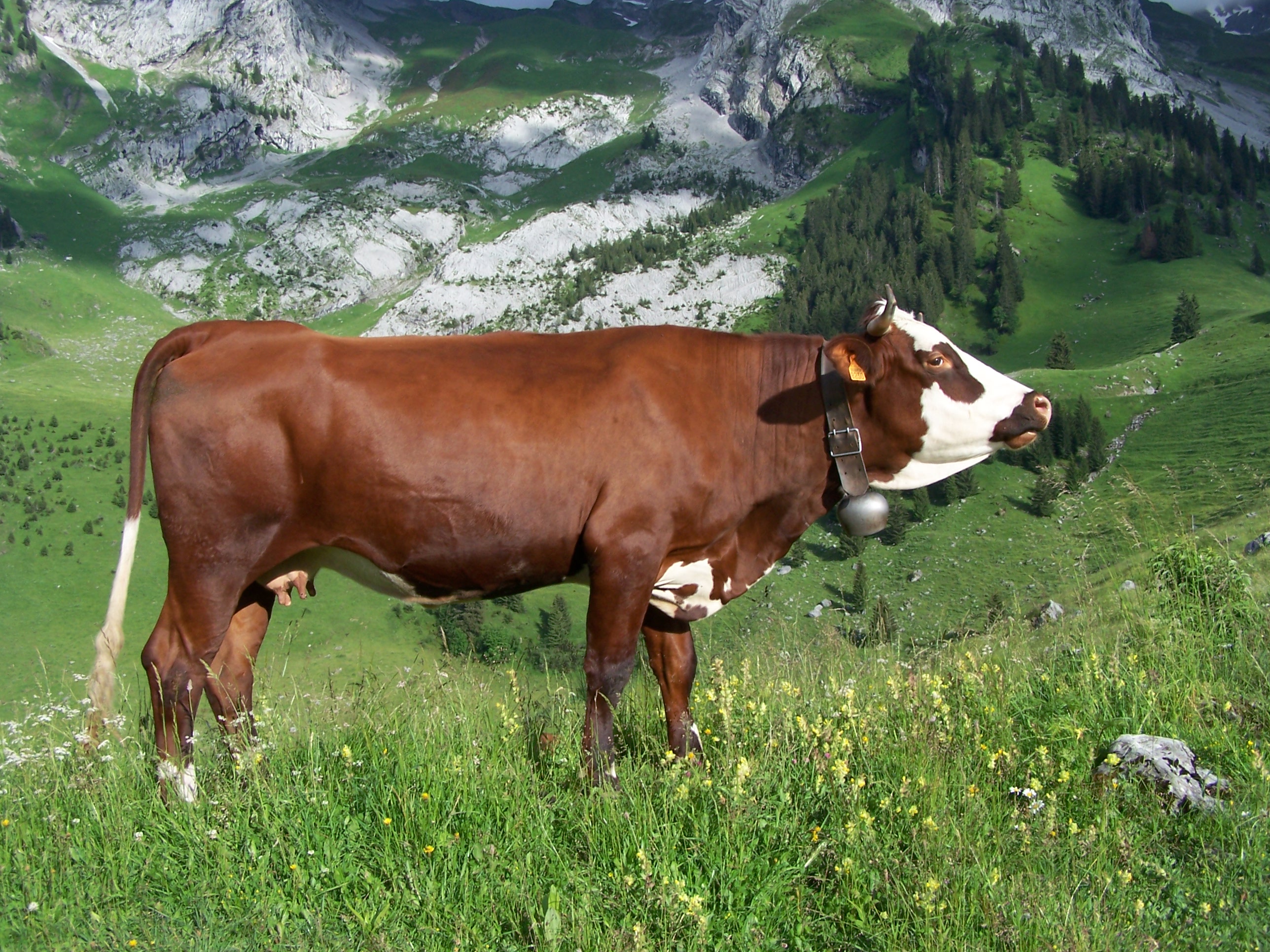 Abondance cow profile