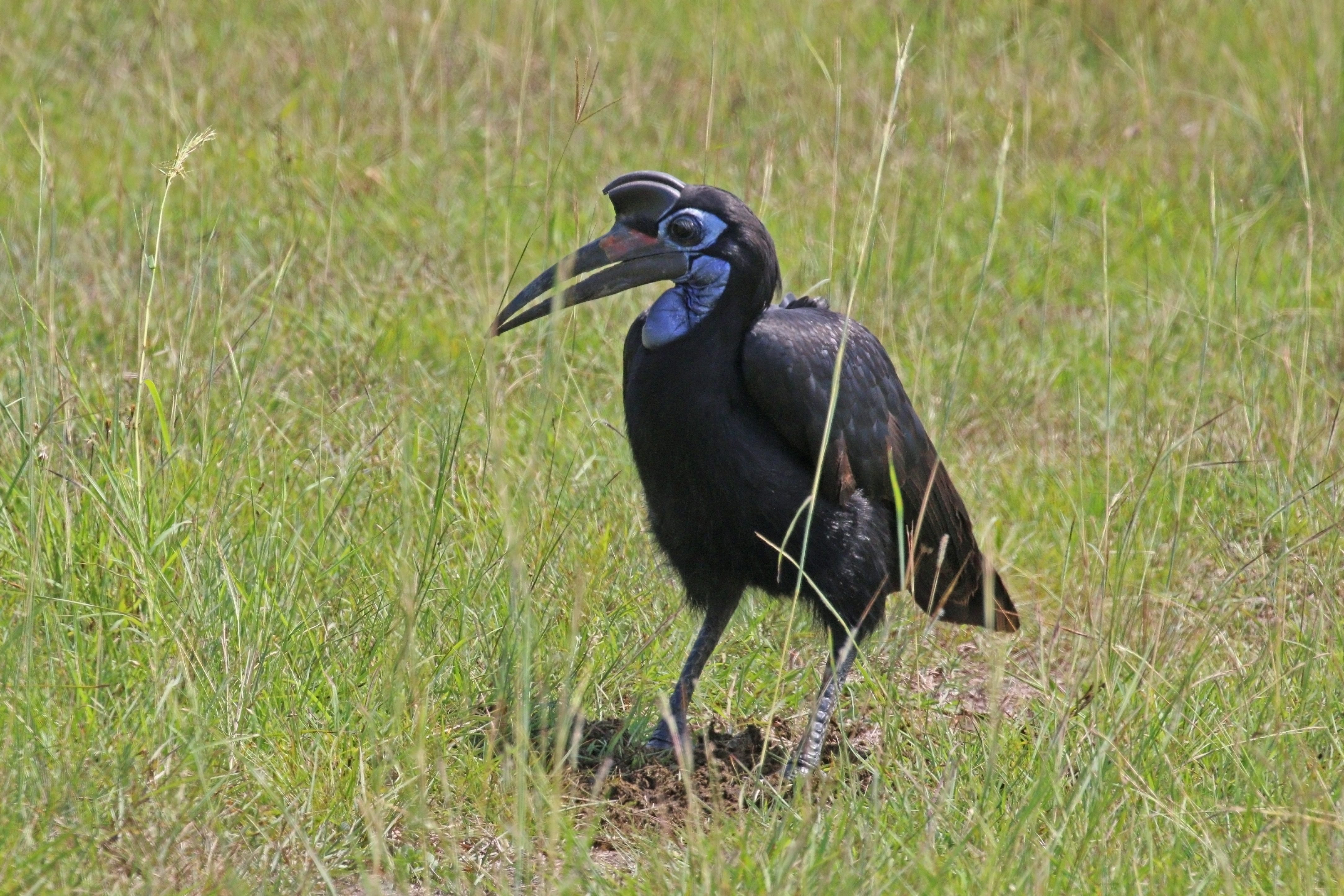 Abyssinian ground-hornbill (Bucorvus abyssinicus) female