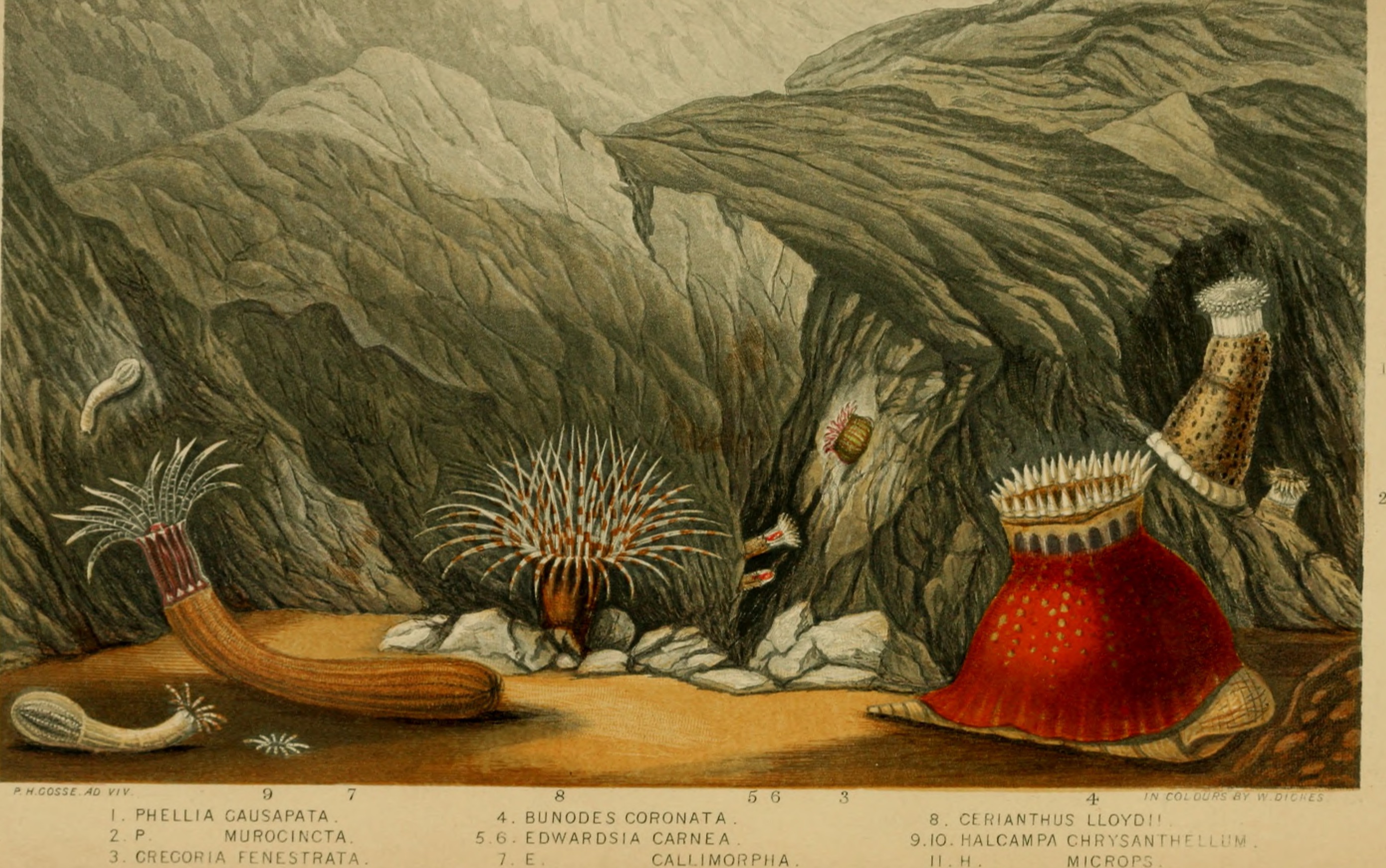 Actinologia britannica. A history of the British sea-anemones and corals (1860) (16152575473)