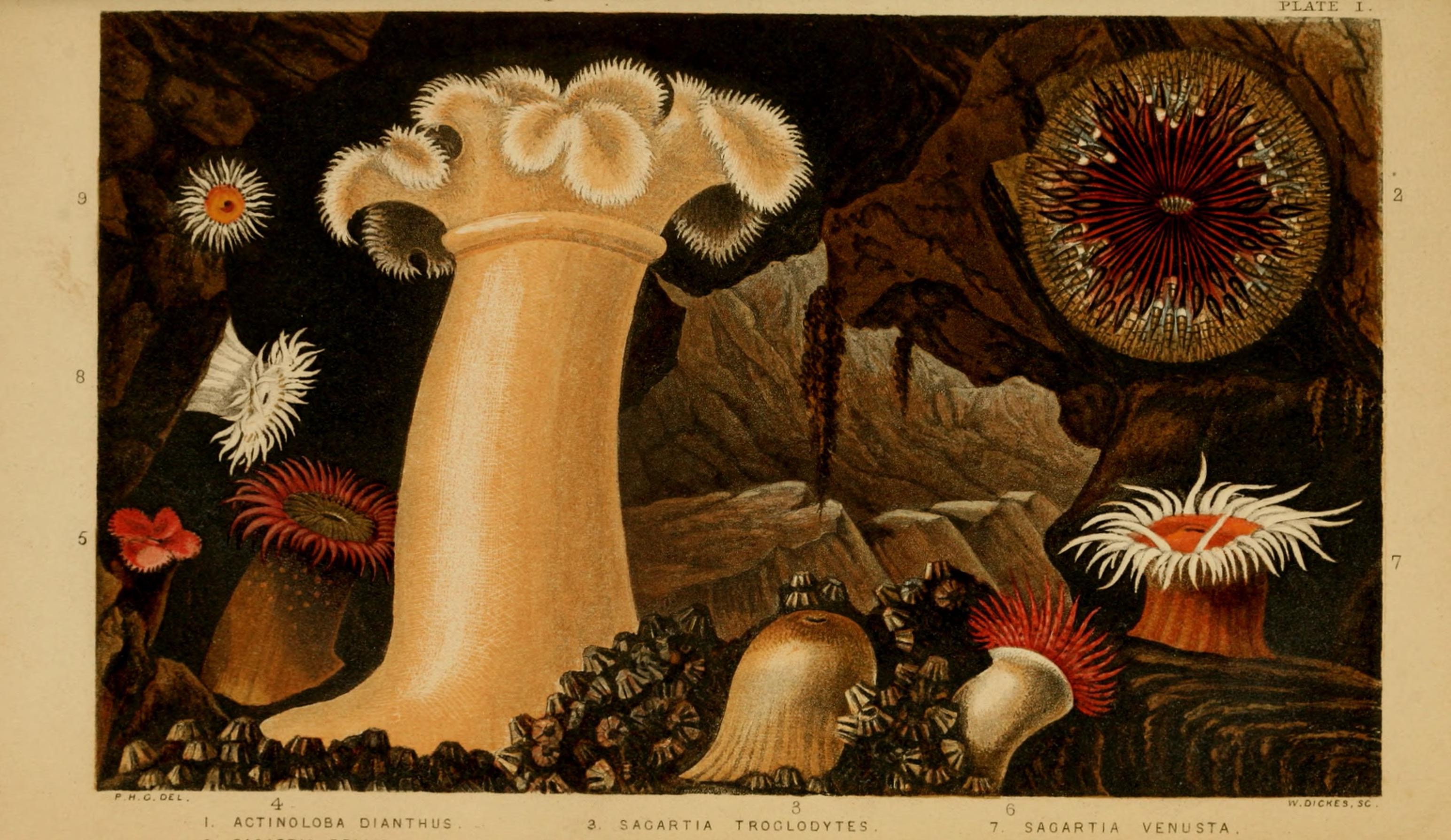 Actinologia britannica - a history of the British sea-anemones and corals (Plate I) (6996518845)