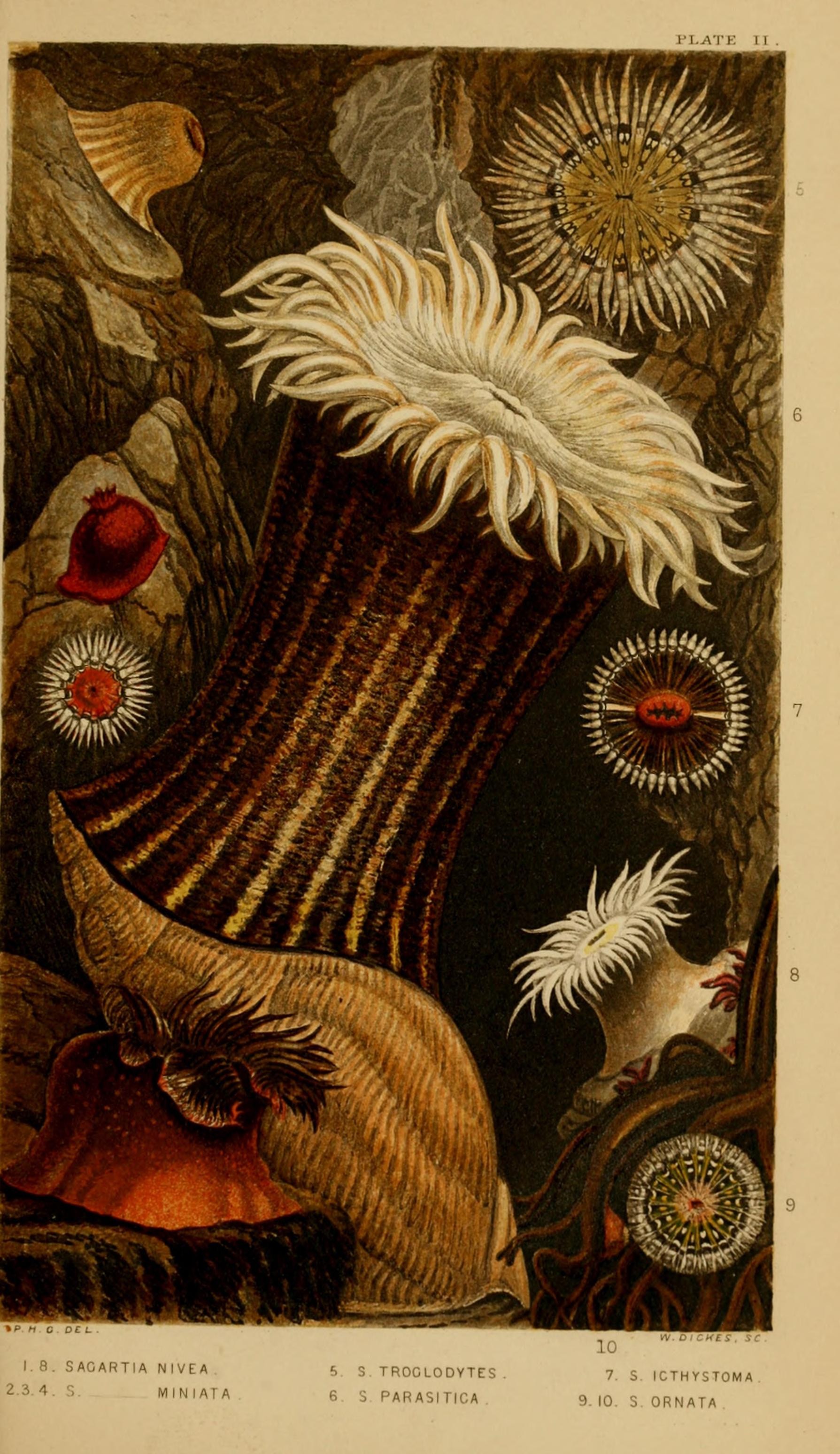 Actinologia britannica - a history of the British sea-anemones and corals (Plate II) (6850394706)