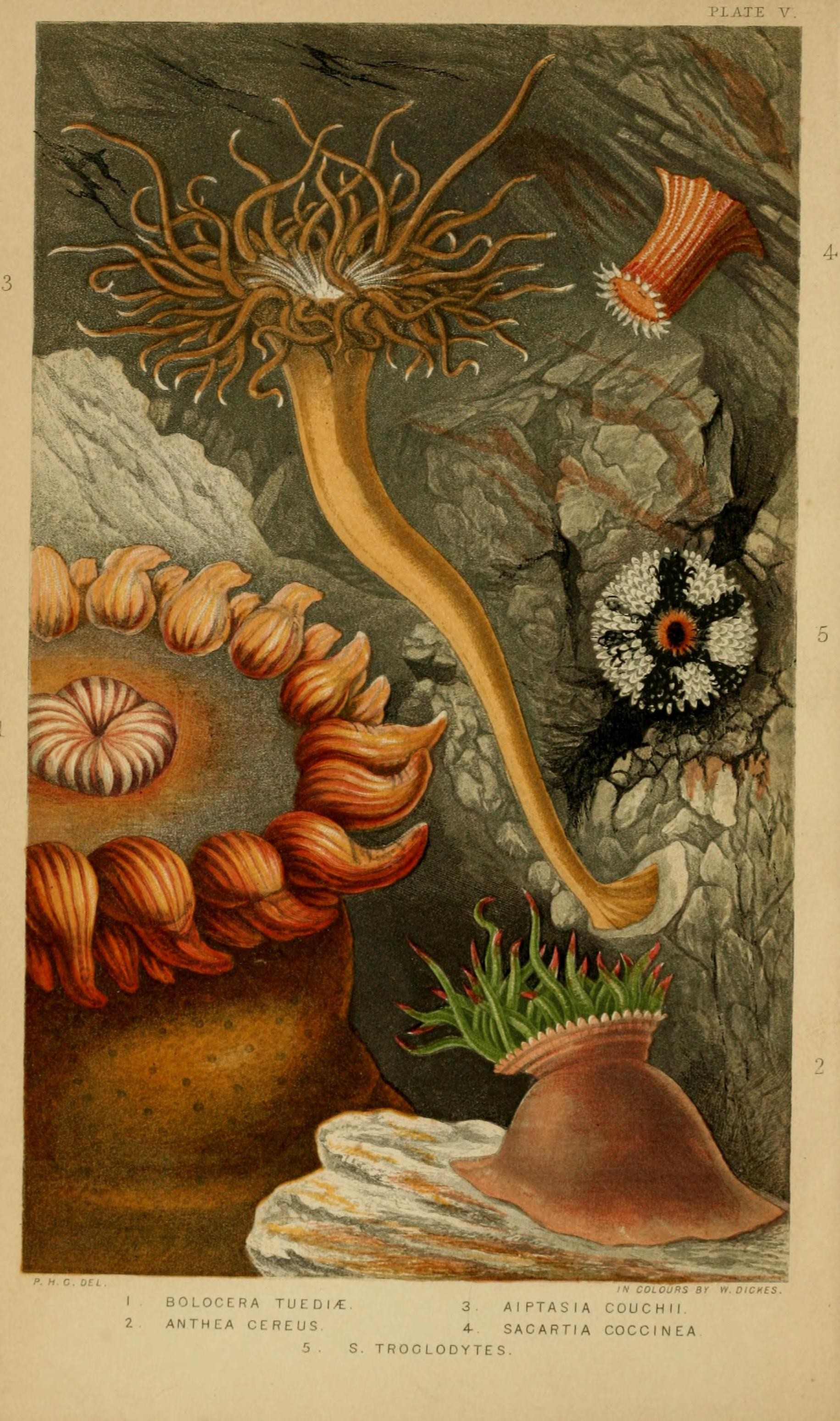 Actinologia britannica - a history of the British sea-anemones and corals (Plate V) (6996517991)