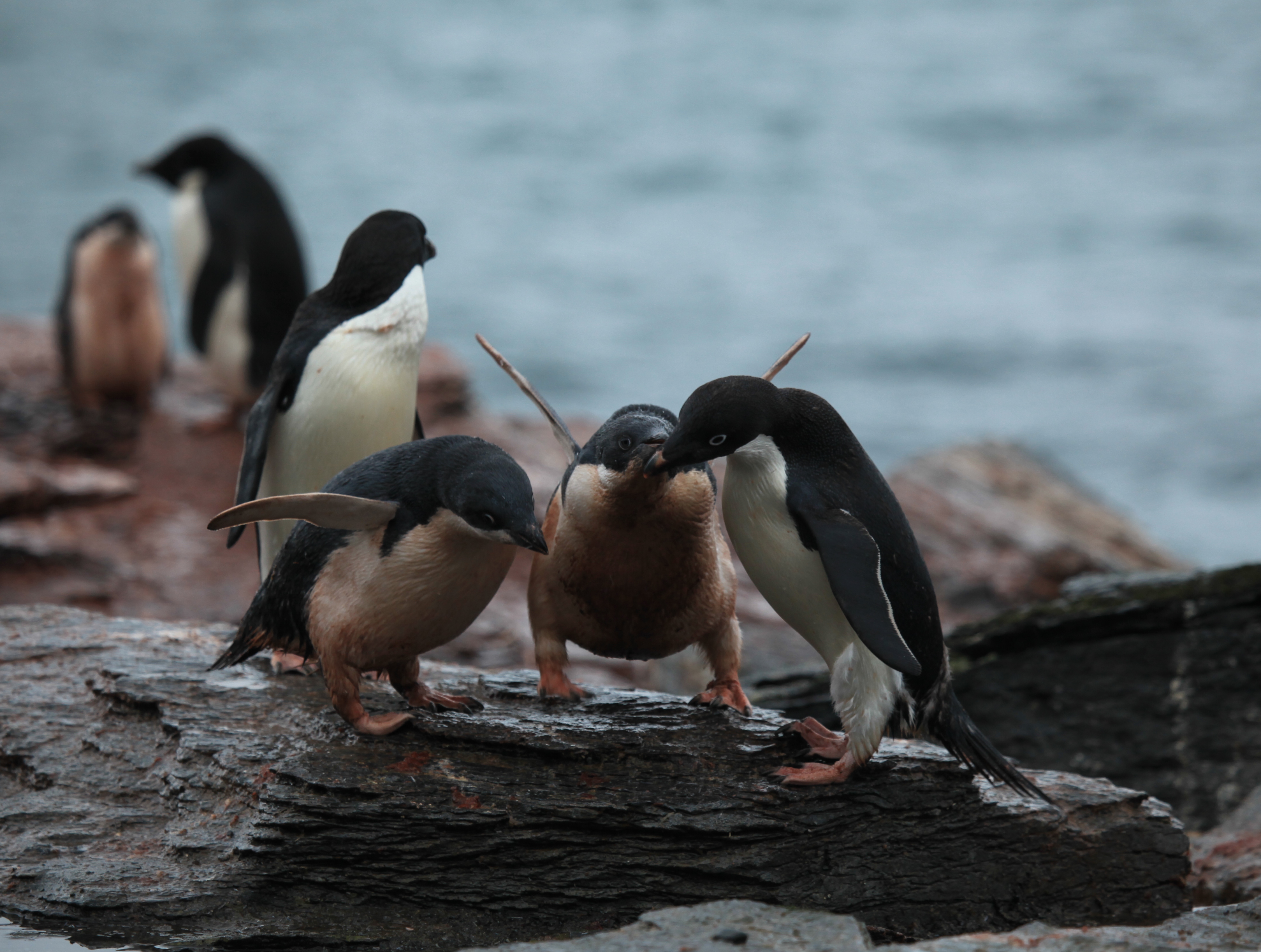 Adélie Penguin chicks compete for feeding rights (5917149163)
