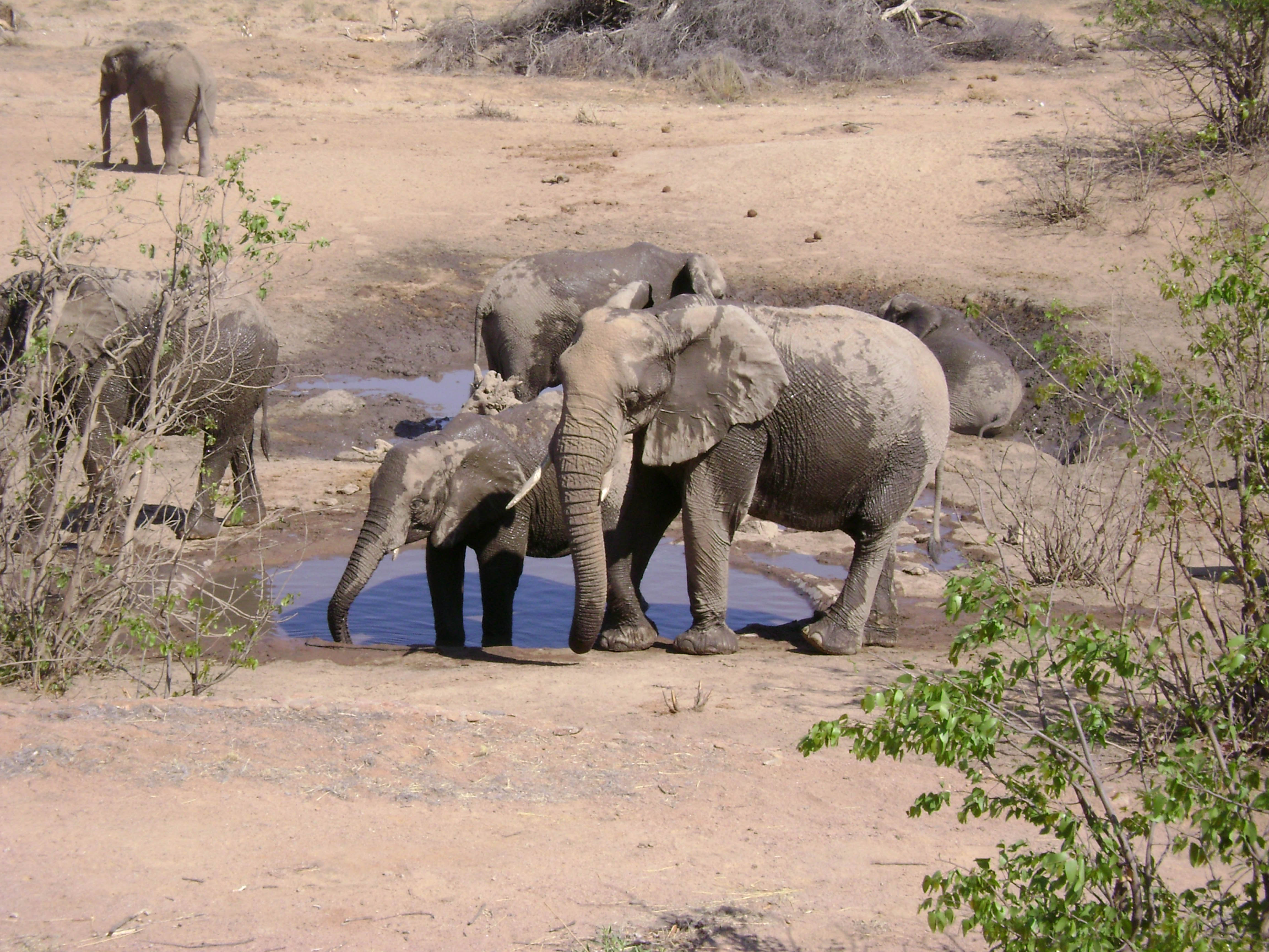 African Elephant (Loxodonta africana) (8604283014)