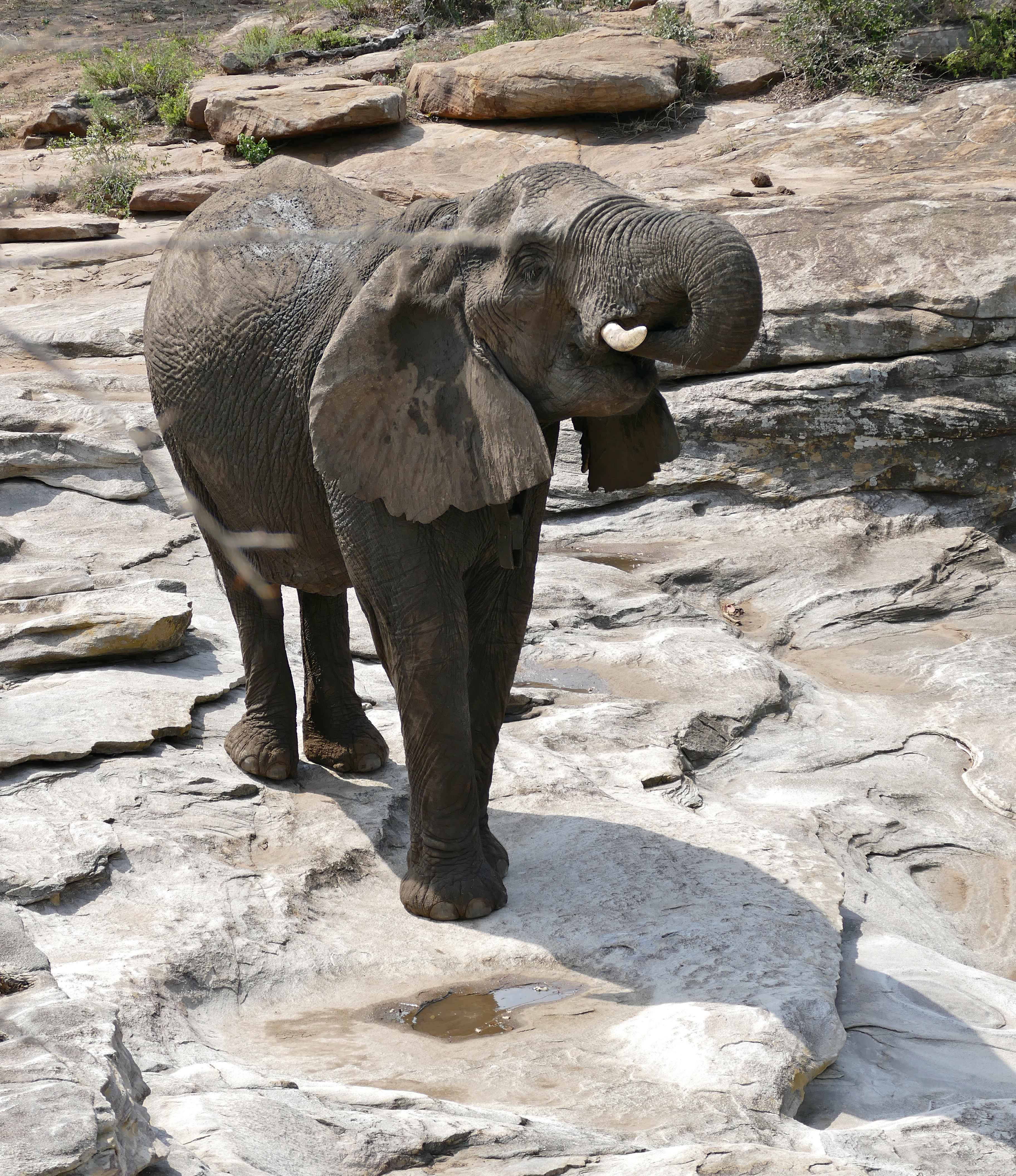 African Elephant (Loxodonta africana) collared female drinking from rainwater puddle ... (32187967231)