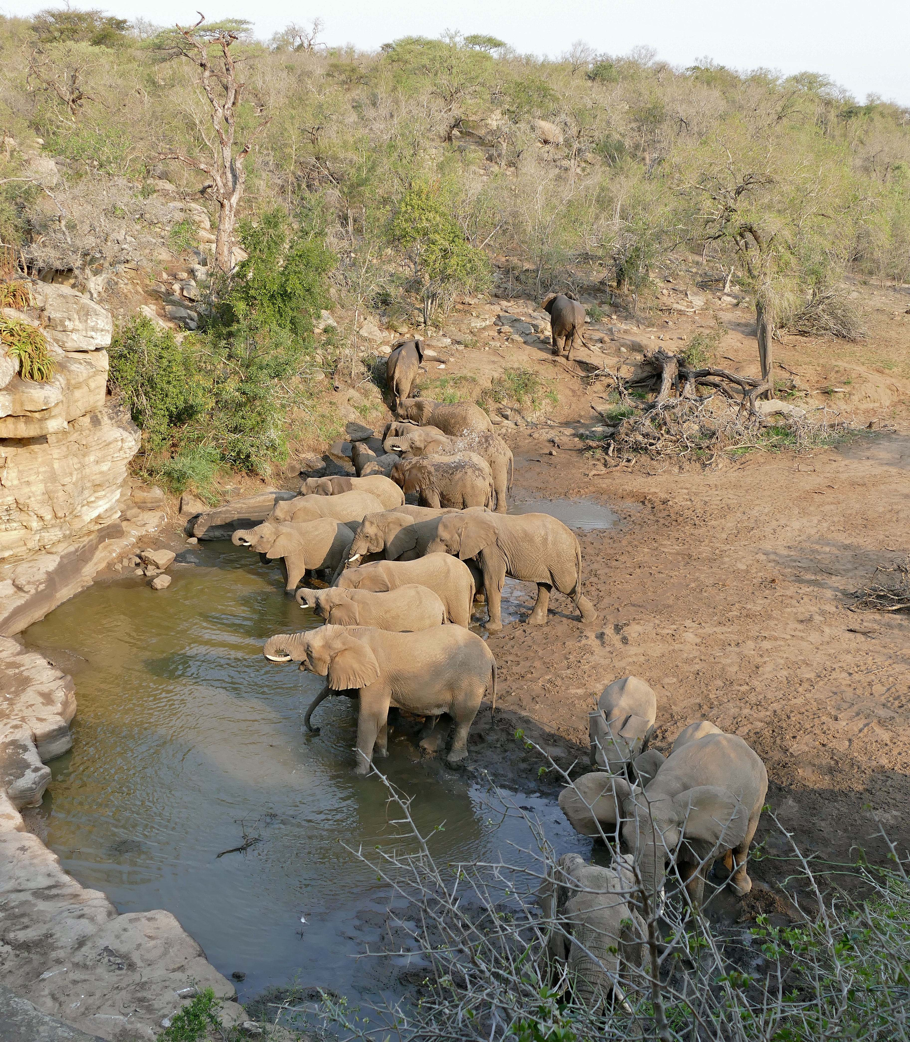 African Elephants (Loxodonta africana) drinking at Mphafa waterhole ... (32171997262)