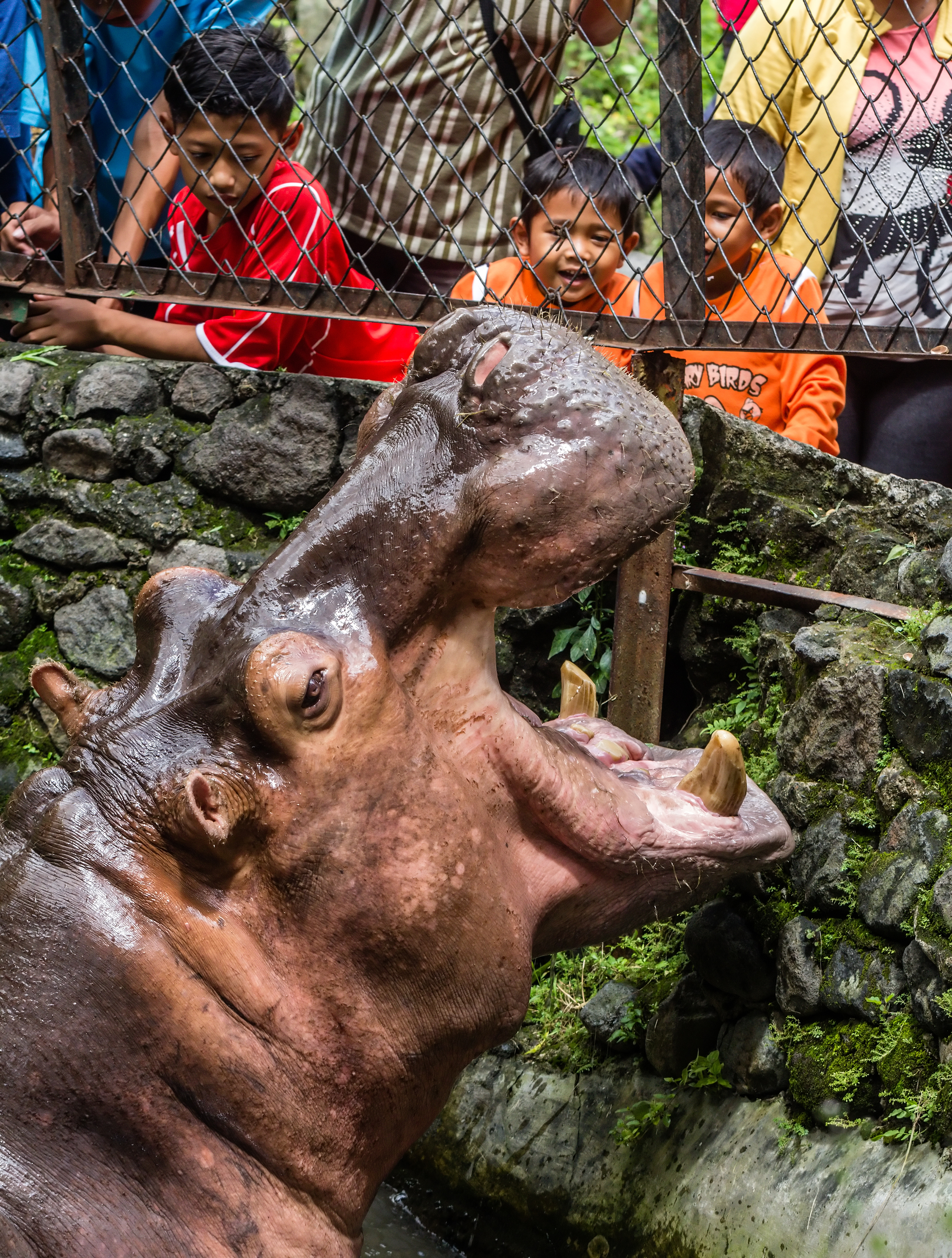 African hippopotamus greeting guests, Gembira Loka Zoo, Yogyakarta, 2015-03-15 01