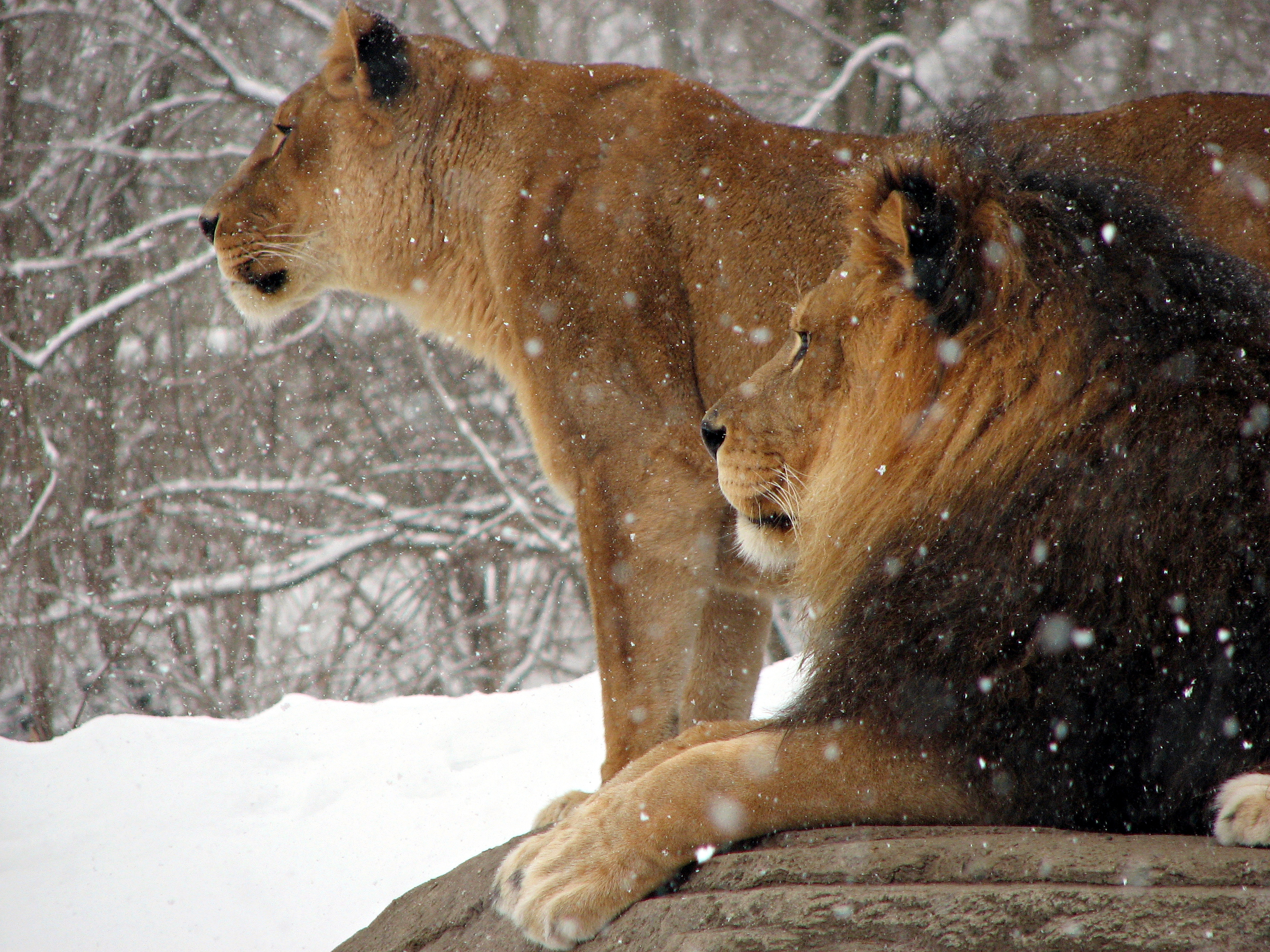 African Lion Panthera leo Snow Pittsburgh 2816px adjusted