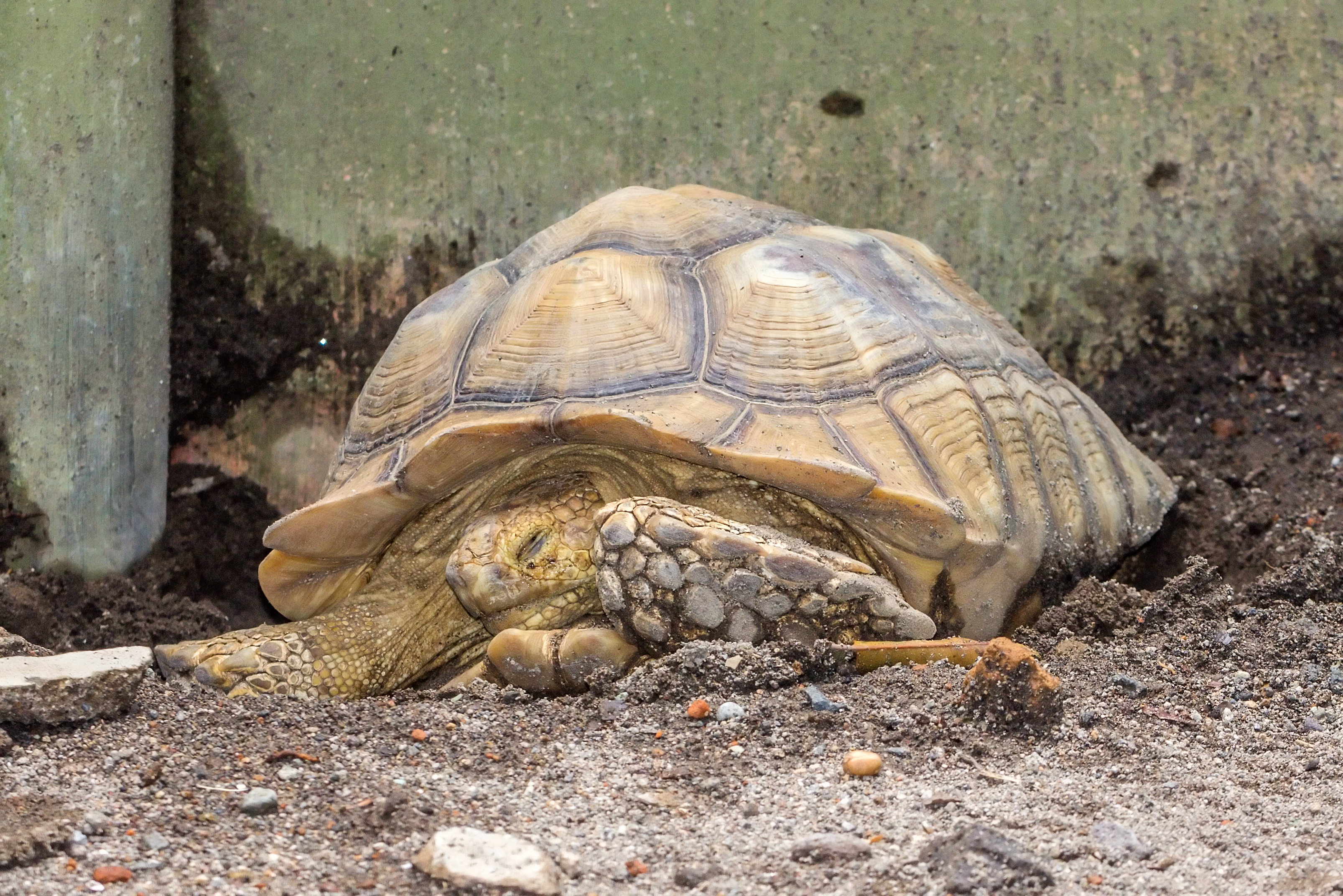 African spurred tortoise (Centrochelys sulcata), Gembira Loka Zoo, 2015-03-15