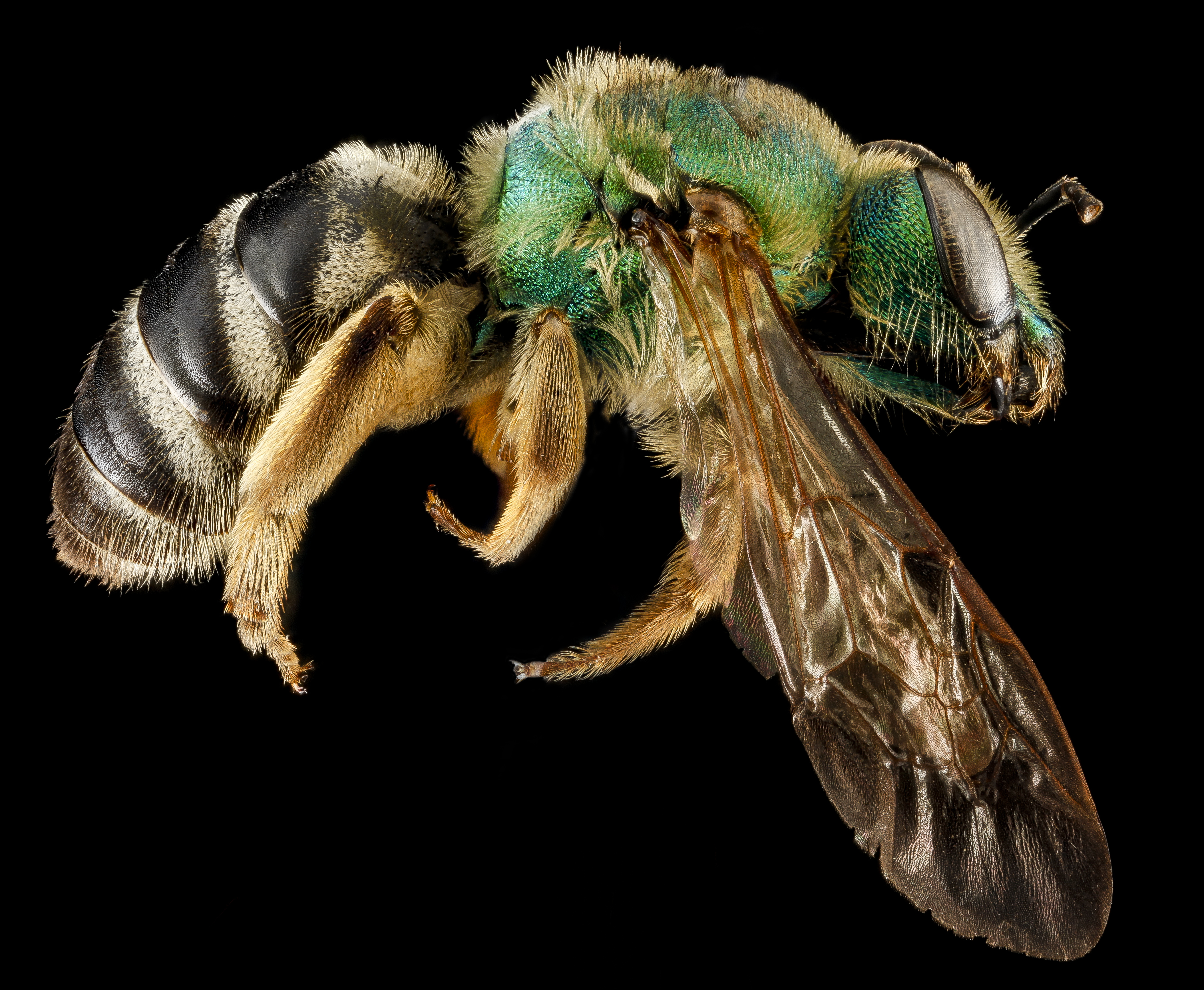 Agapostemon virescens (side) - USGS Bee Inventory and Monitoring Laboratory