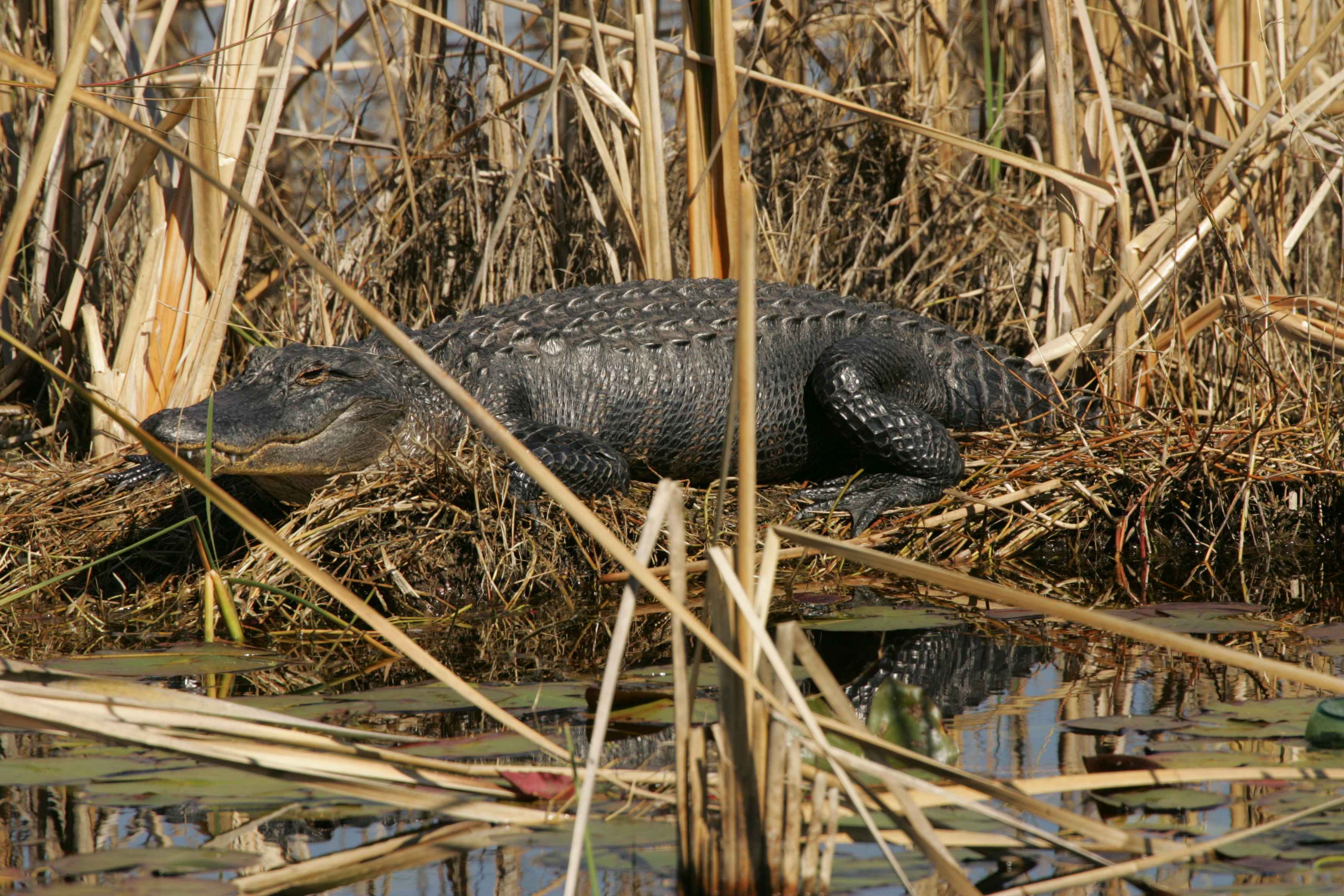 Alligator alligator mississippiensis sunning itself