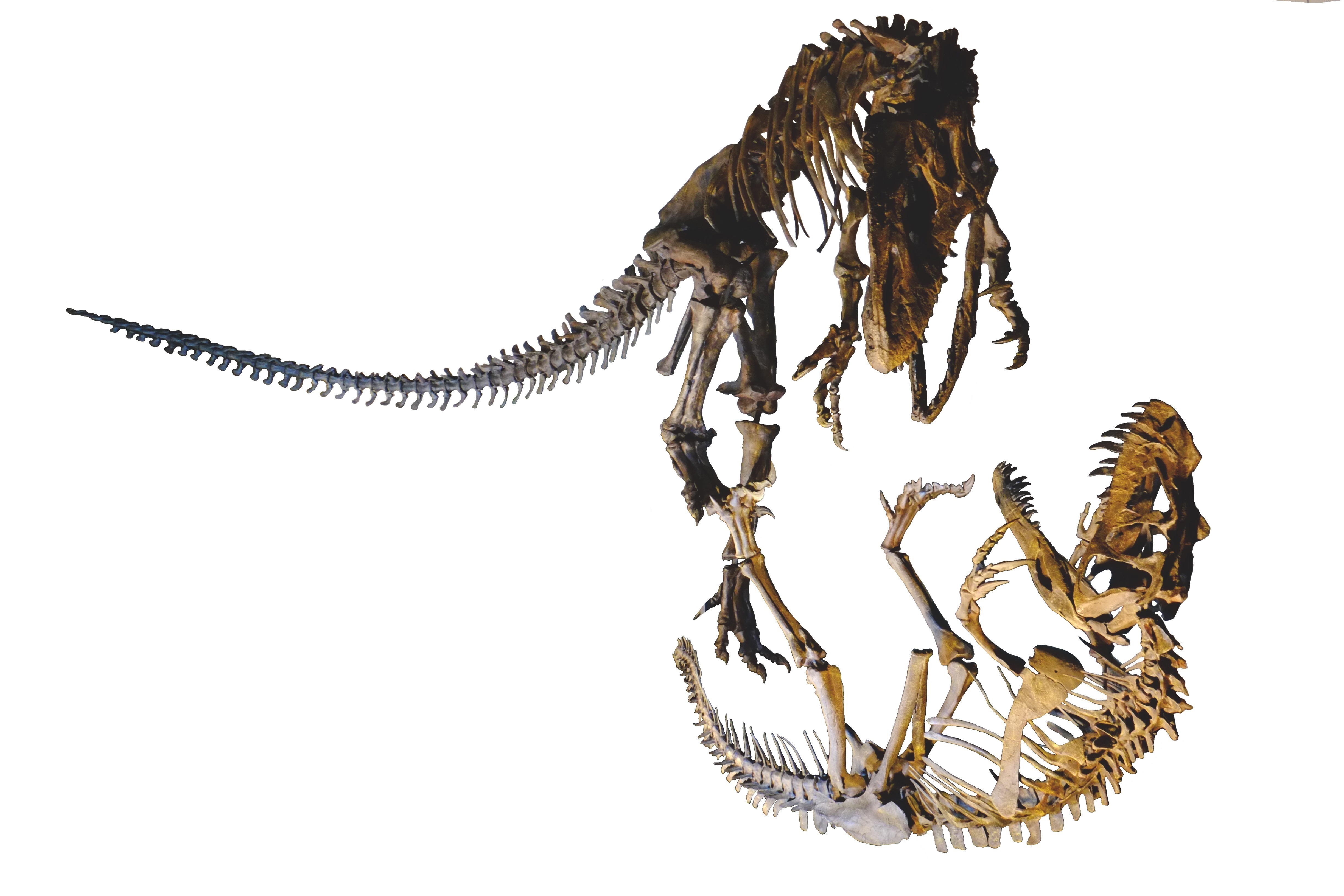 Allosaurus fighting Ceratosaurus white background
