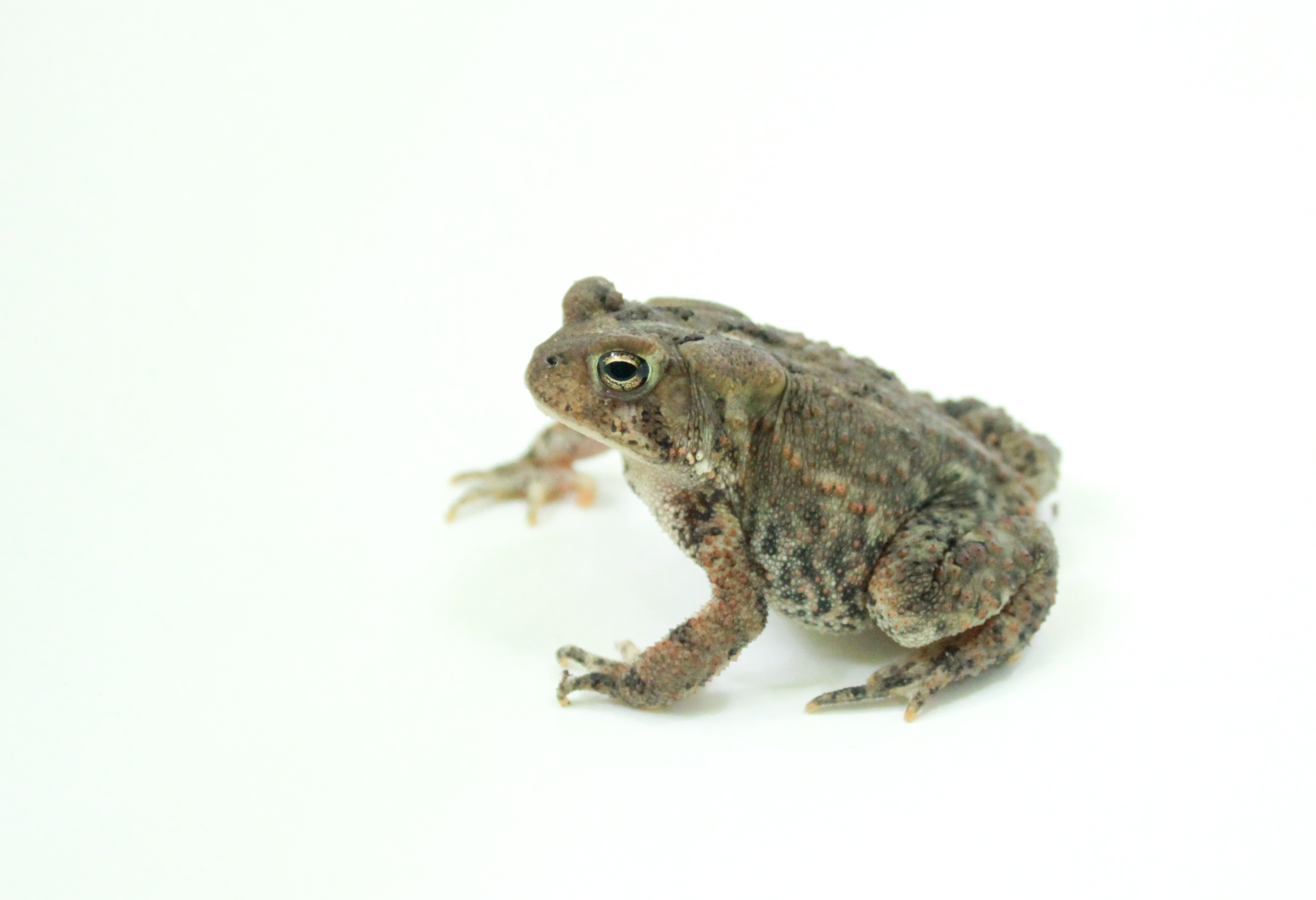 American toad lightbox 2
