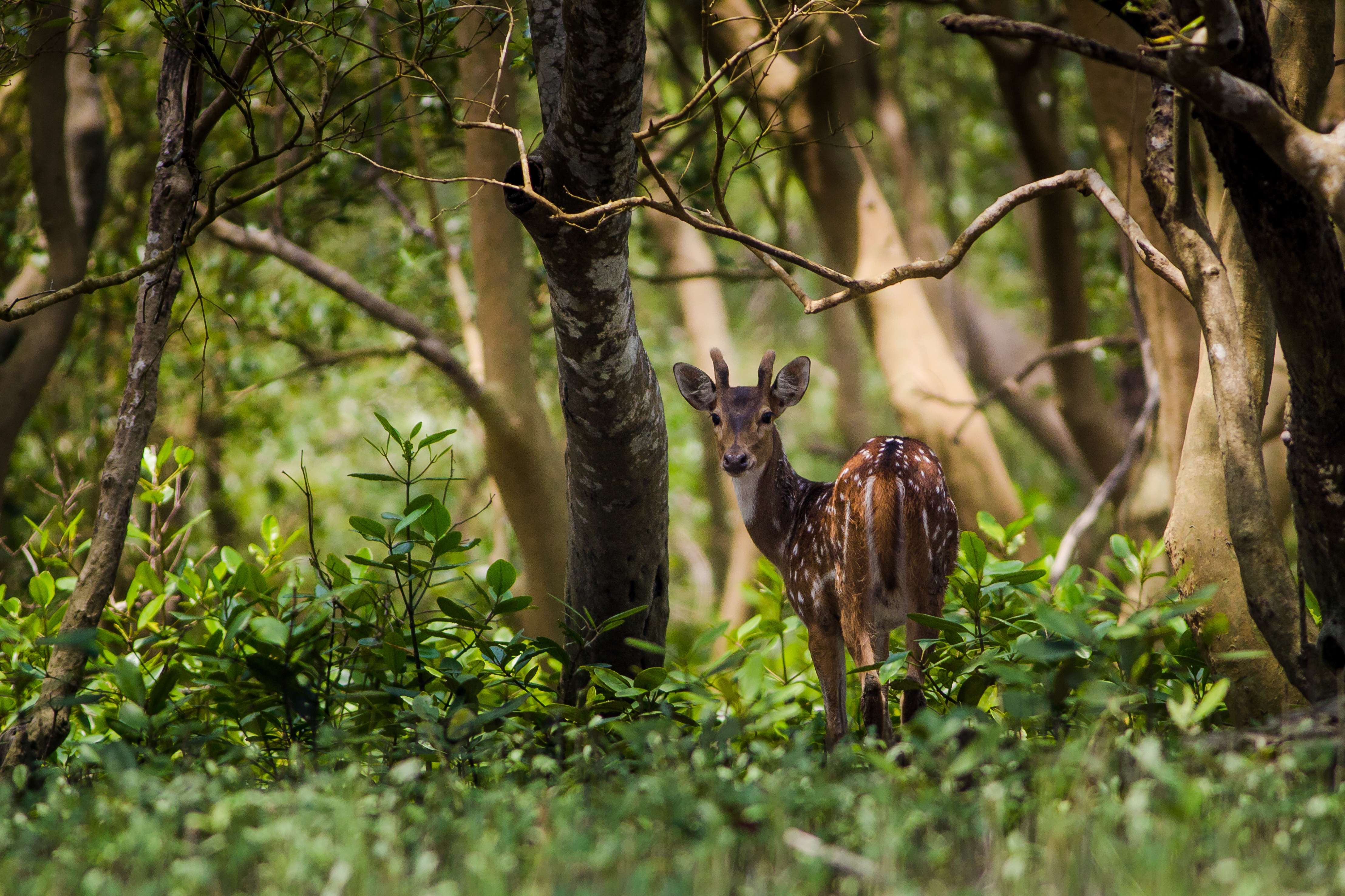a deer at Sunderban National Park