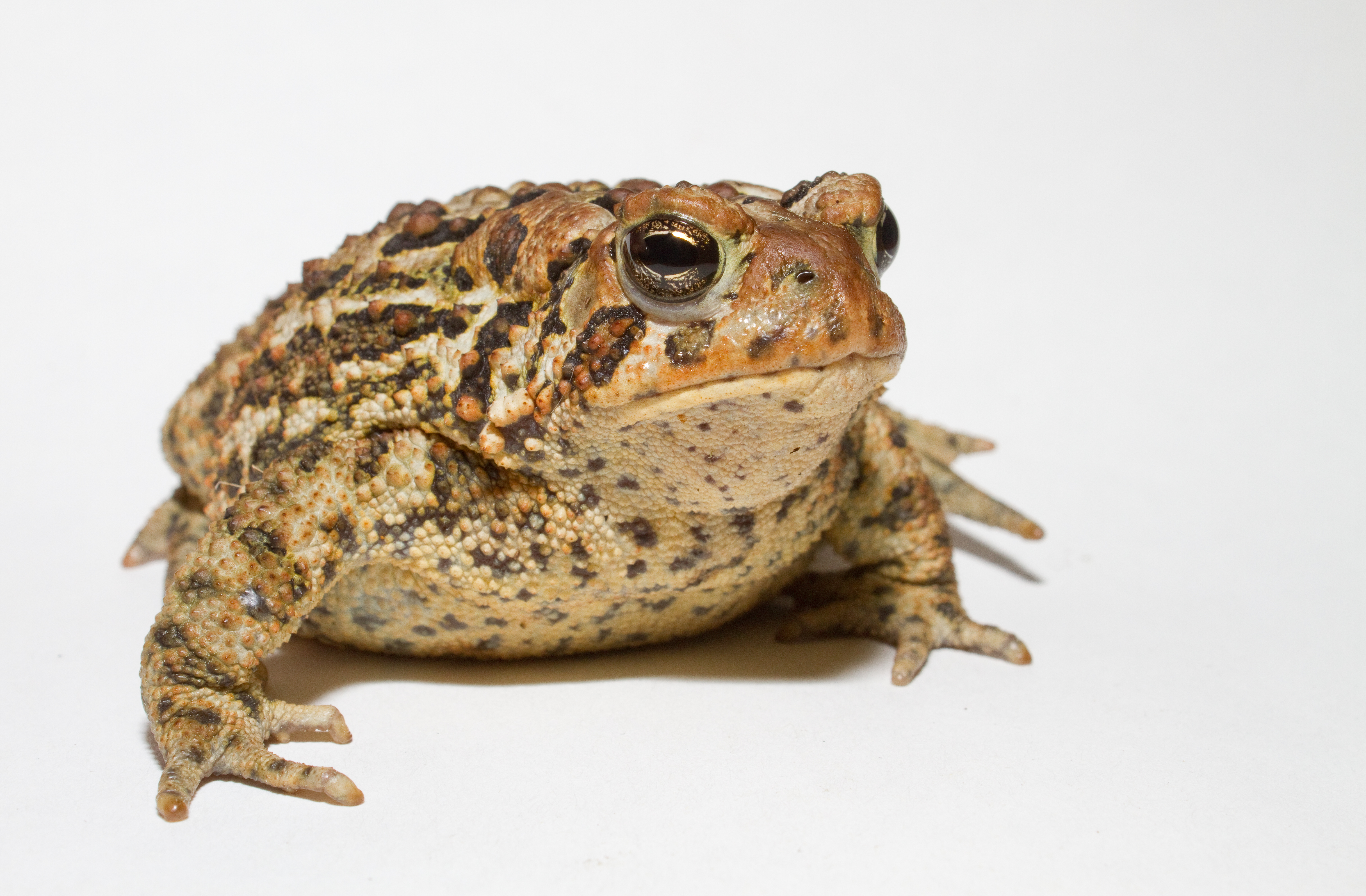 Anaxyrus americanus - American toad