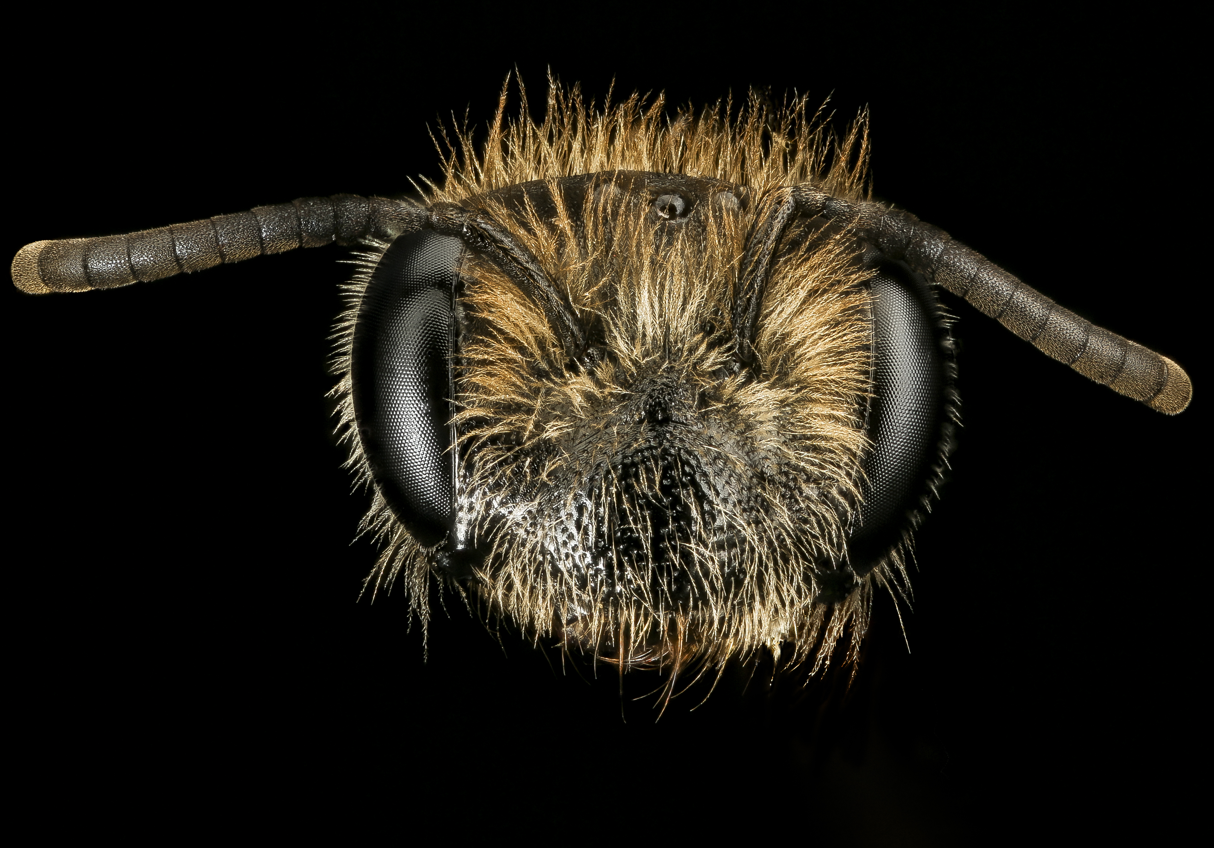 Andrena fenningeri, f, face, Pr. George's Co. MD 2016-10-20-13.55 (29855585583)