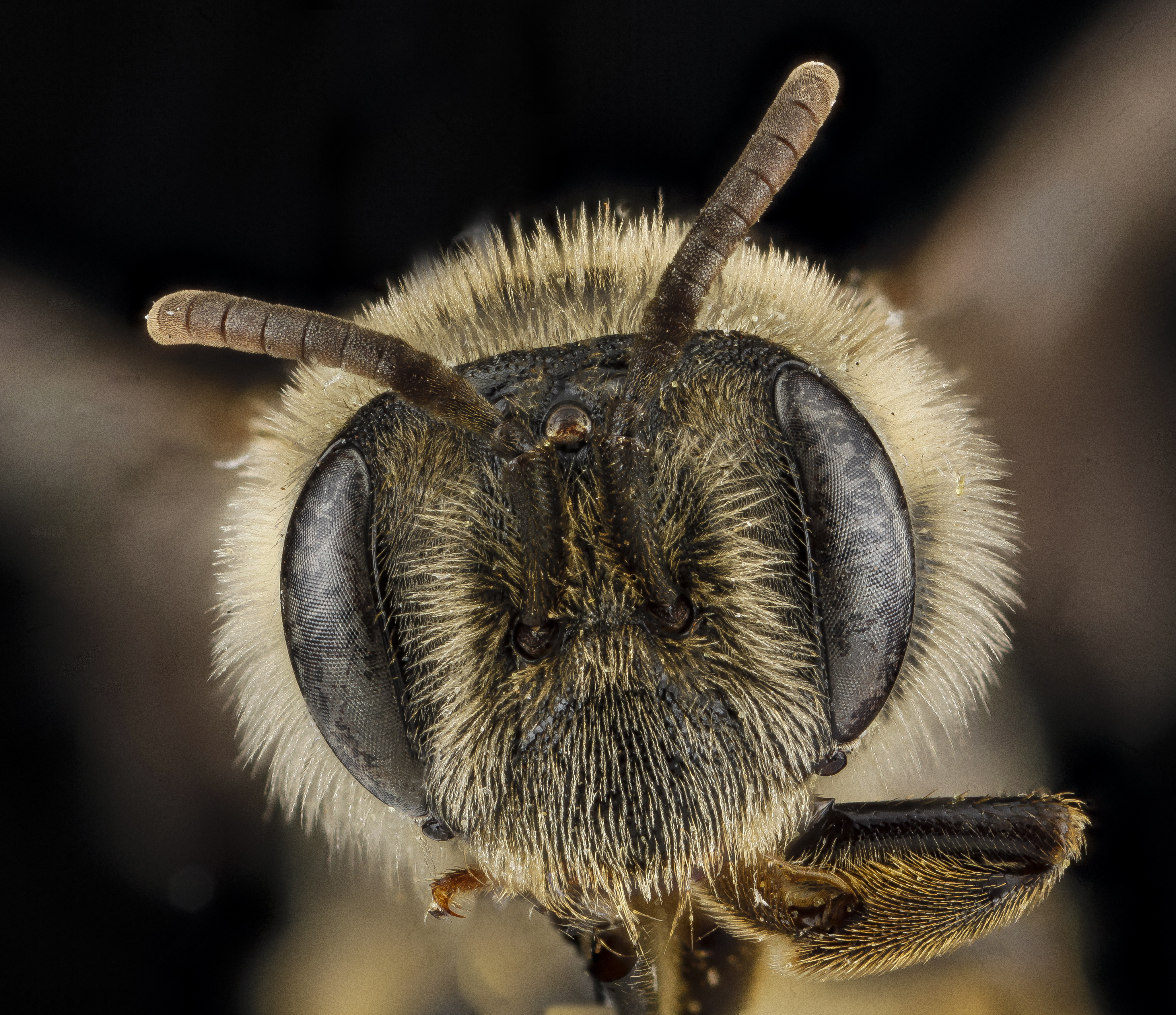 Andrena krigiana, female, face 2012-08-06-18.17.39 ZS PMax (8113259011)