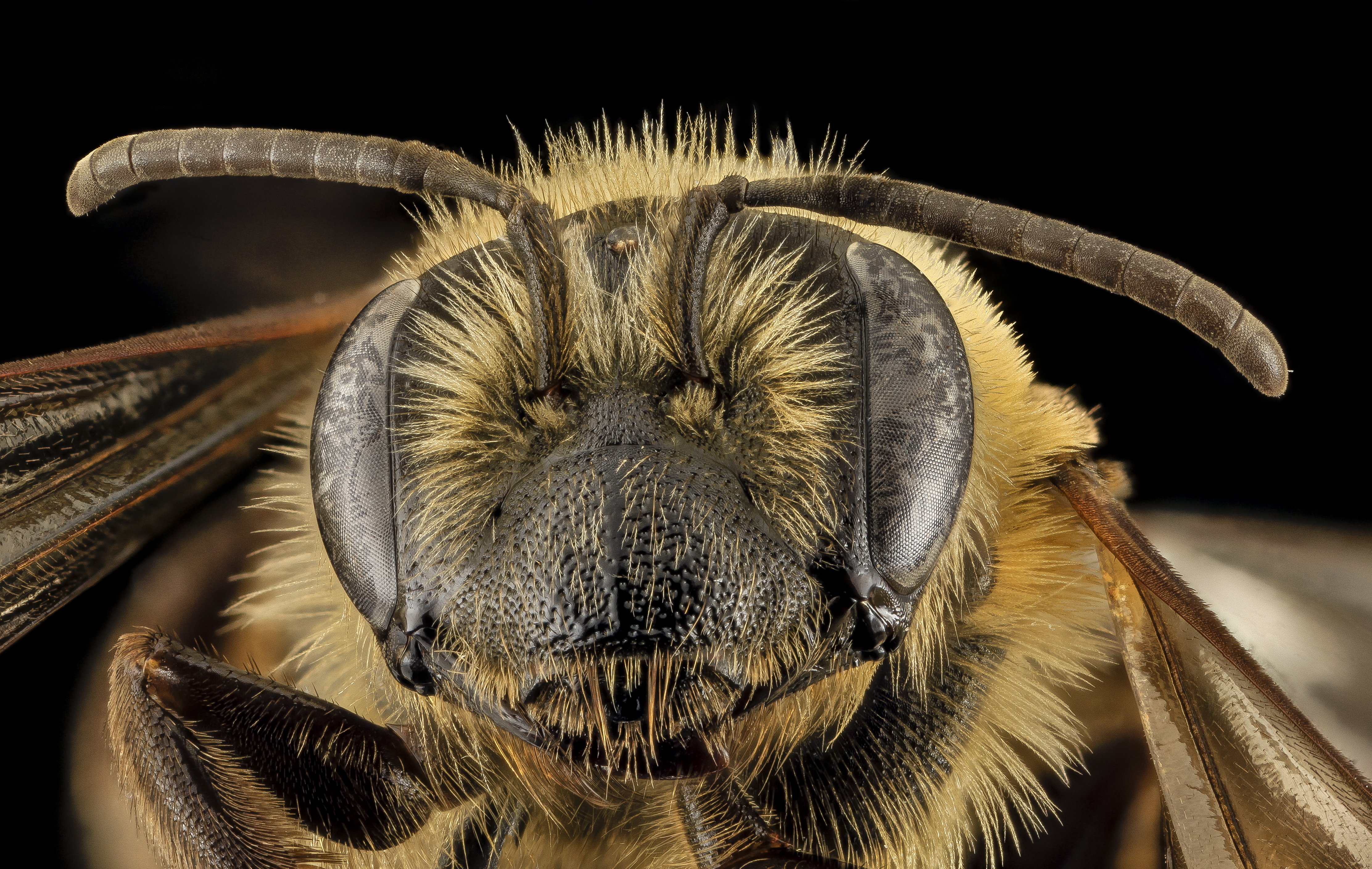 Andrena nivalis, F, Face,Giles Co, VA 2014-02-05-16.59.35 ZS PMax (12542754264)