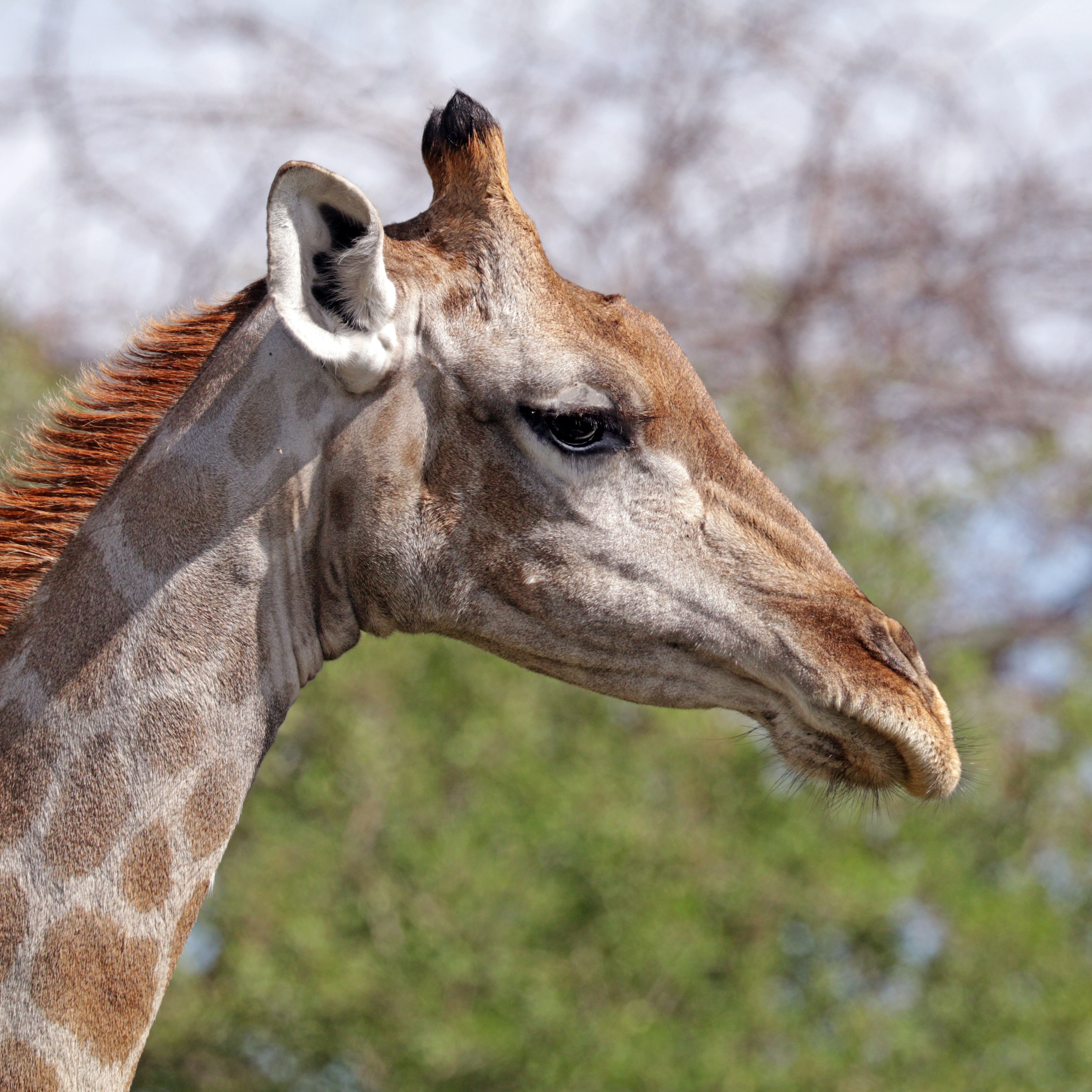 Angolan giraffe (Giraffa camelopardalis angolensis) female head
