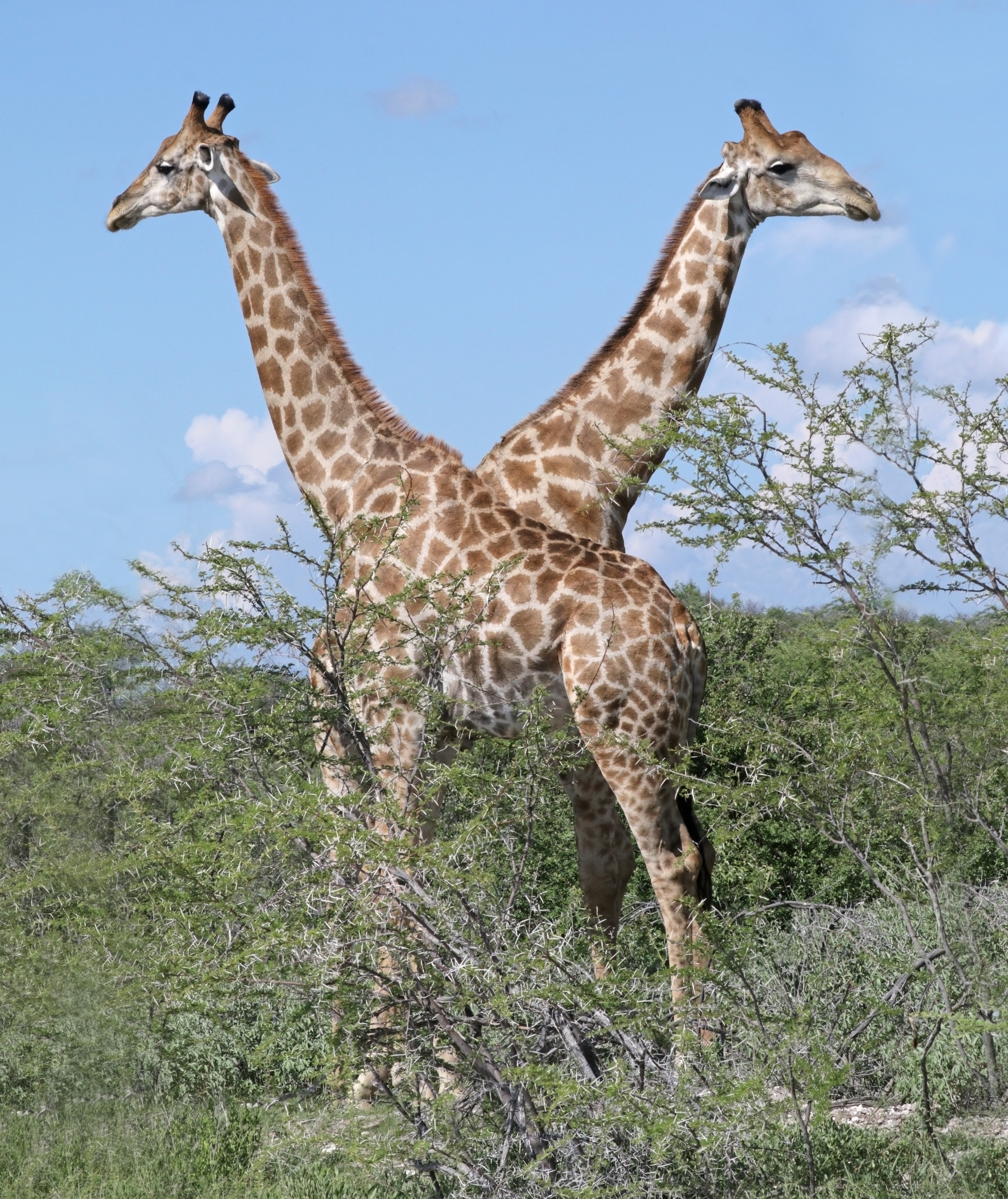 Angolan giraffe (Giraffa camelopardalis angolensis) males