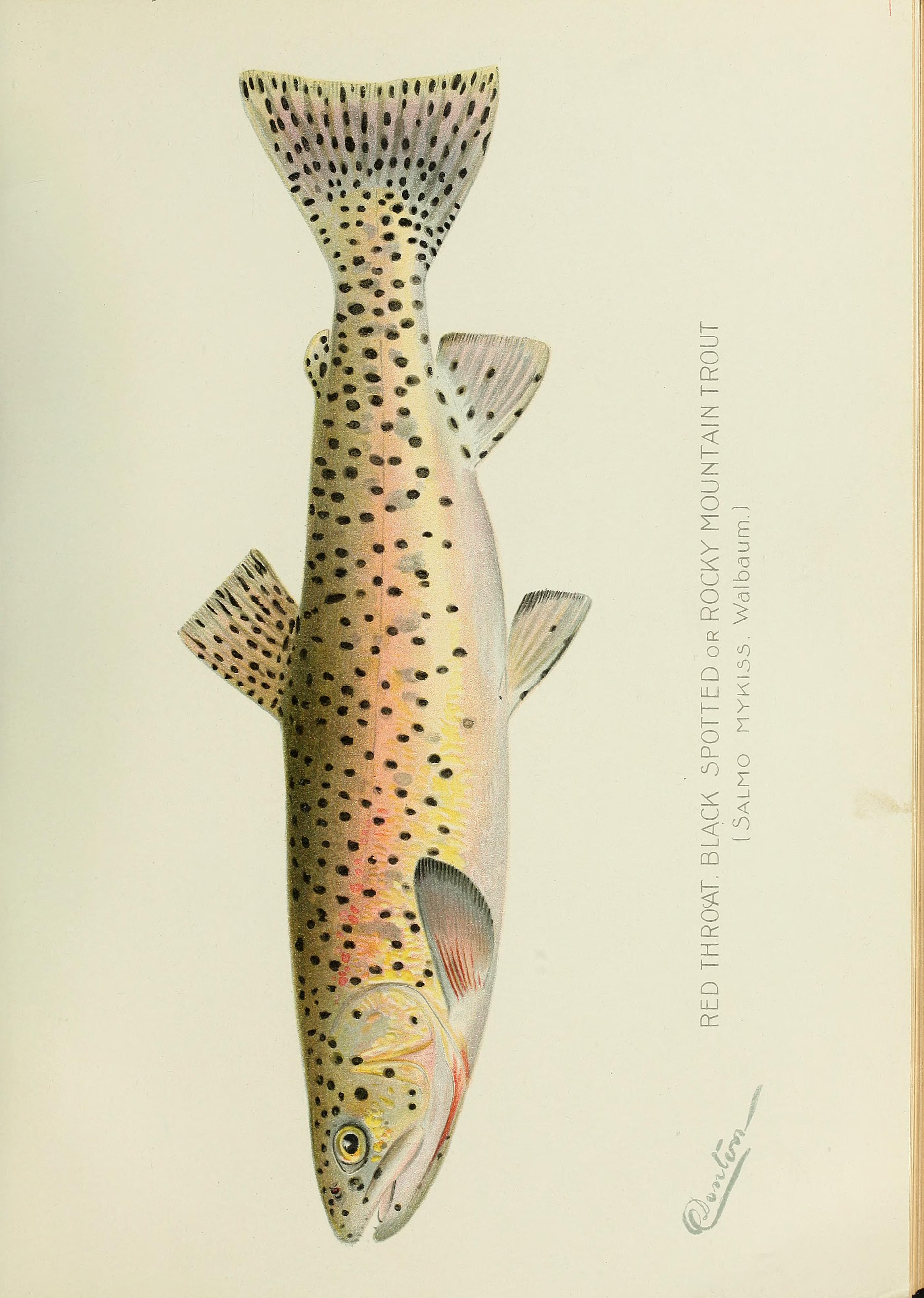 Annual report of the Commissioners of Fisheries, Game and Forests of the State of New York (1896) (14565751410)