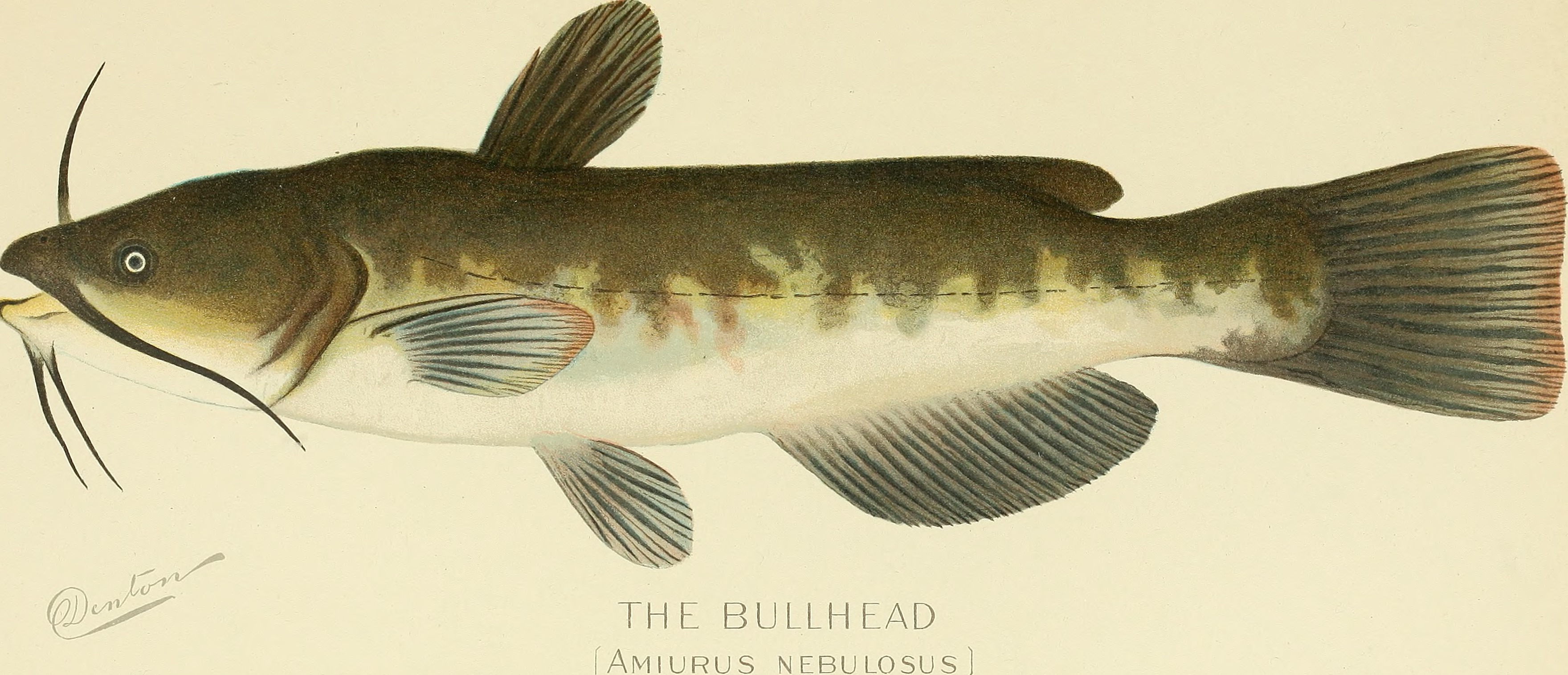 Annual report of the Commissioners of Fisheries, Game and Forests of the State of New York (1898) (18245123378)