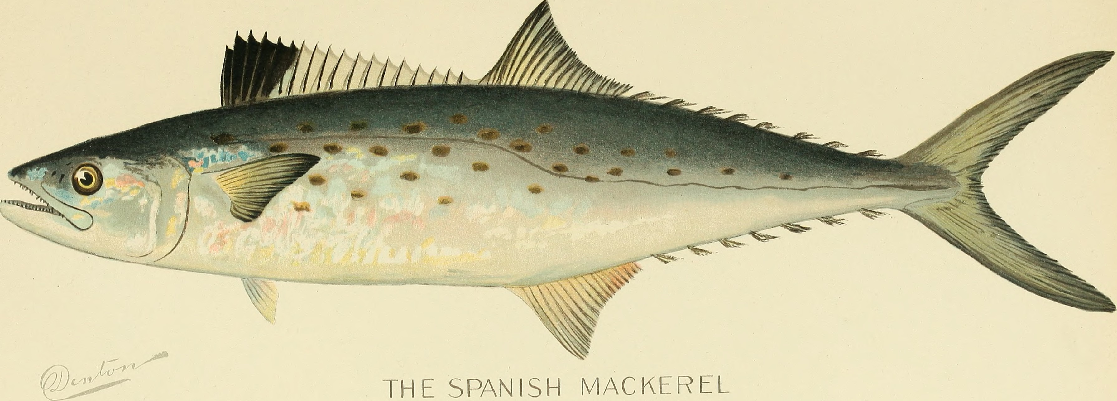 Annual report of the Commissioners of Fisheries, Game and Forests of the State of New York (1898) (18428842562)