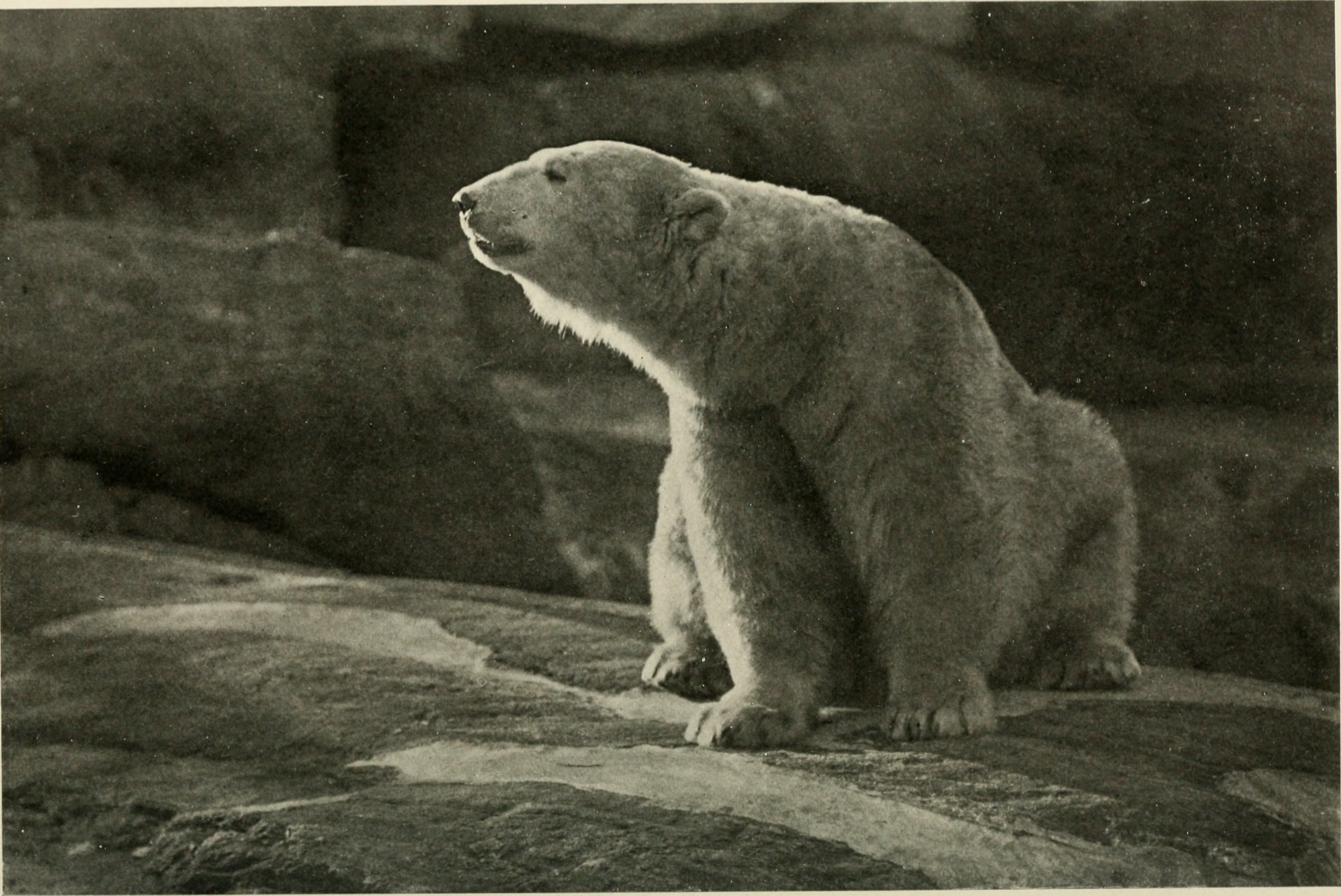 Annual report of the New York Zoological Society