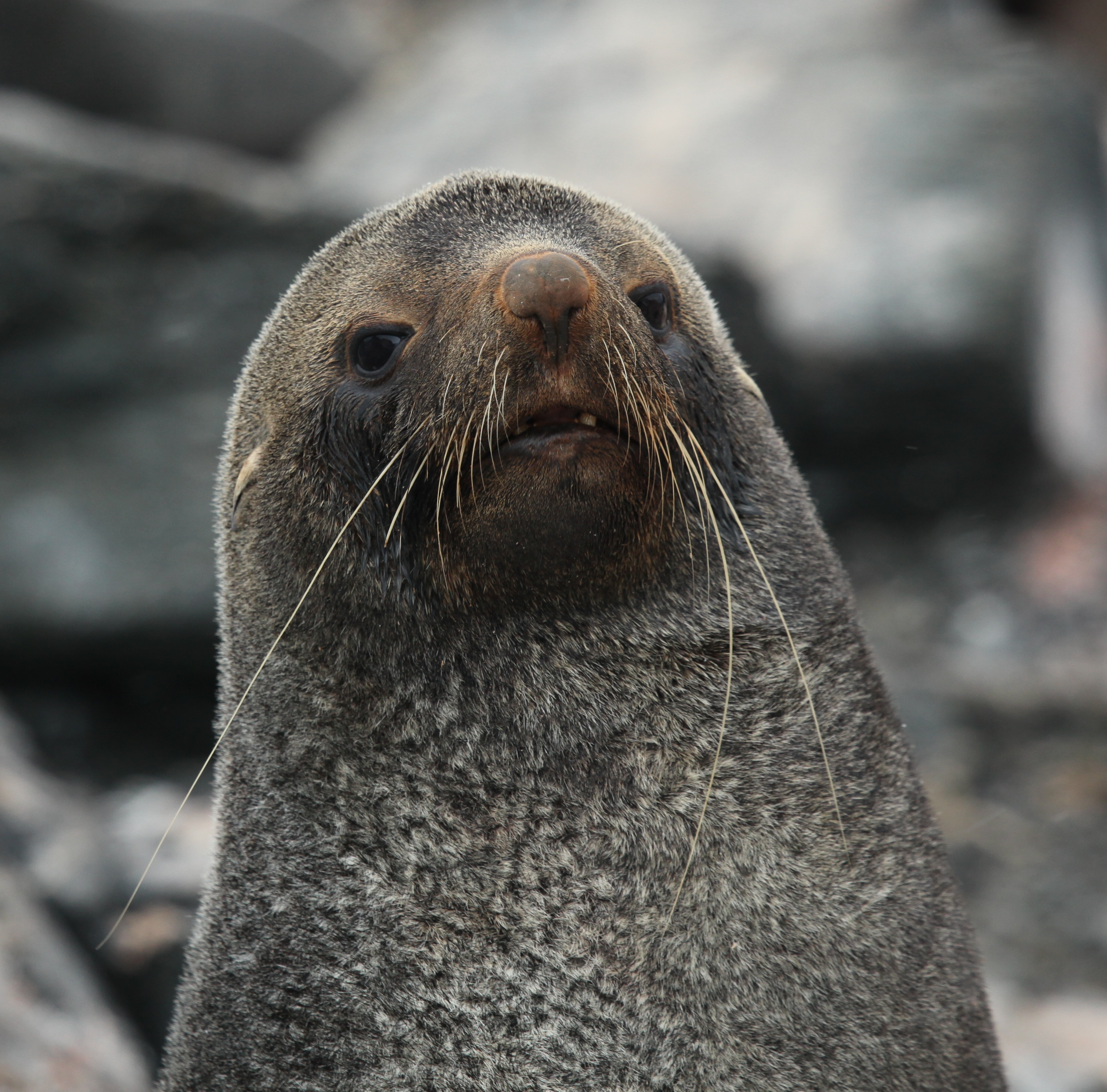 Antarctic Fur Seal at Point Wild, Elephant Island