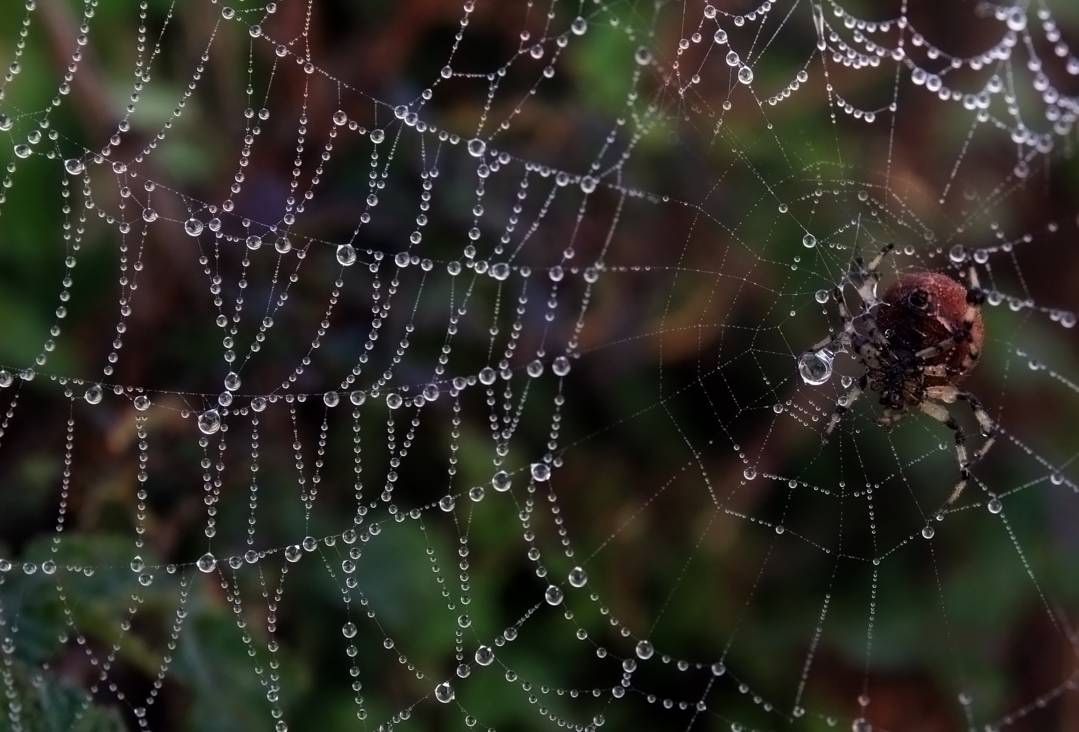 Araneus trifolium and its web with fog droplets