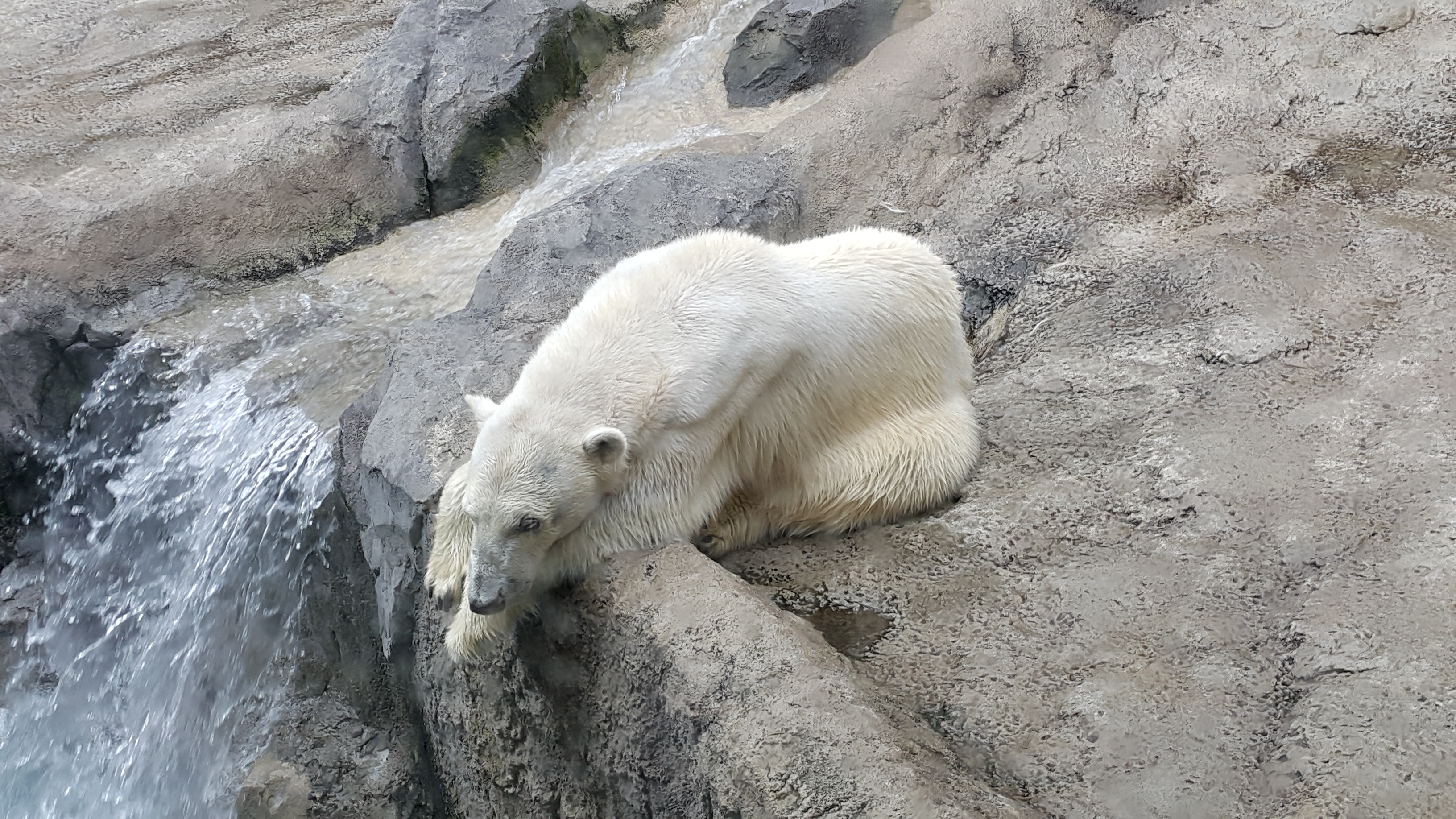 Asahiyama polar bear