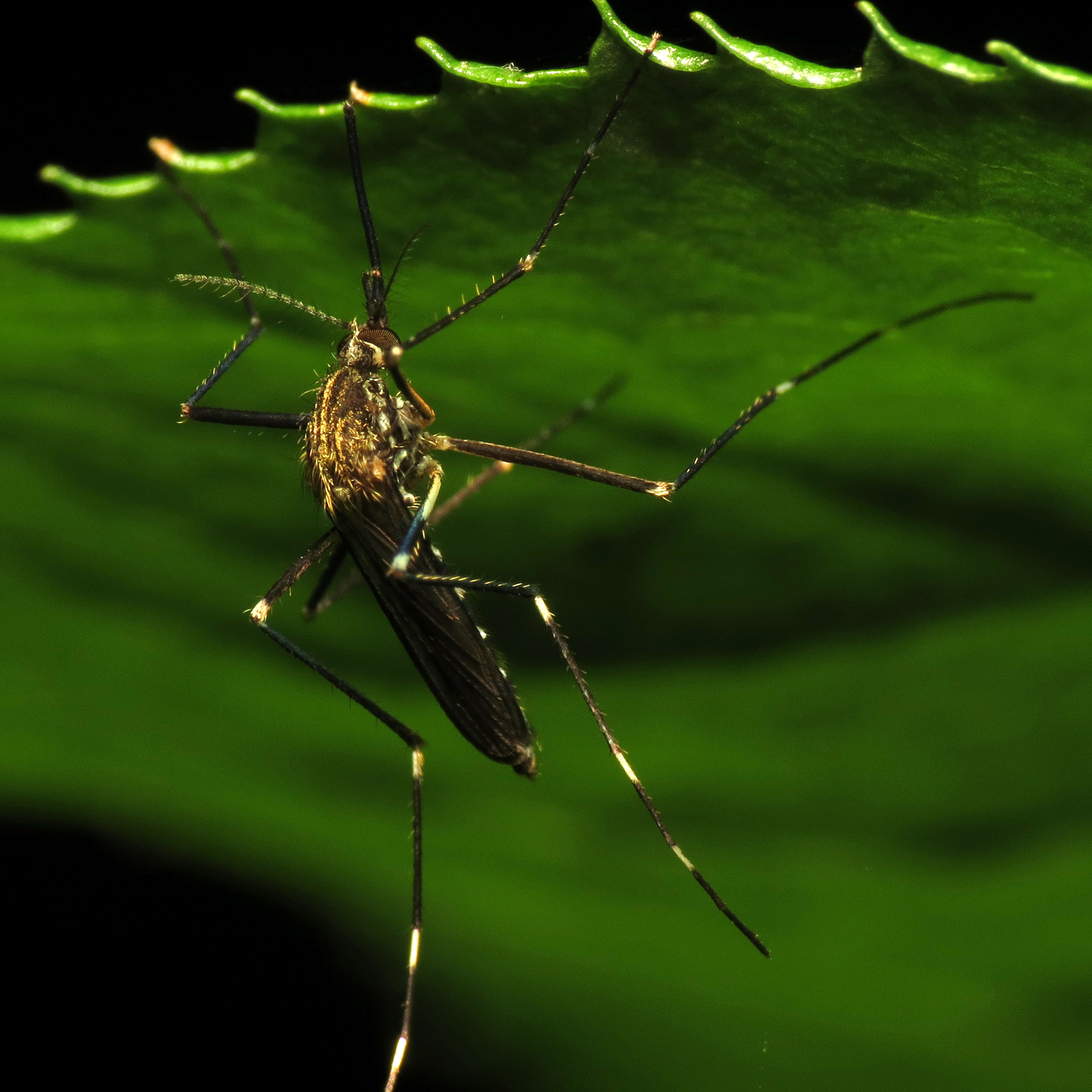 Asian Rock Pool Mosquito - Flickr - treegrow