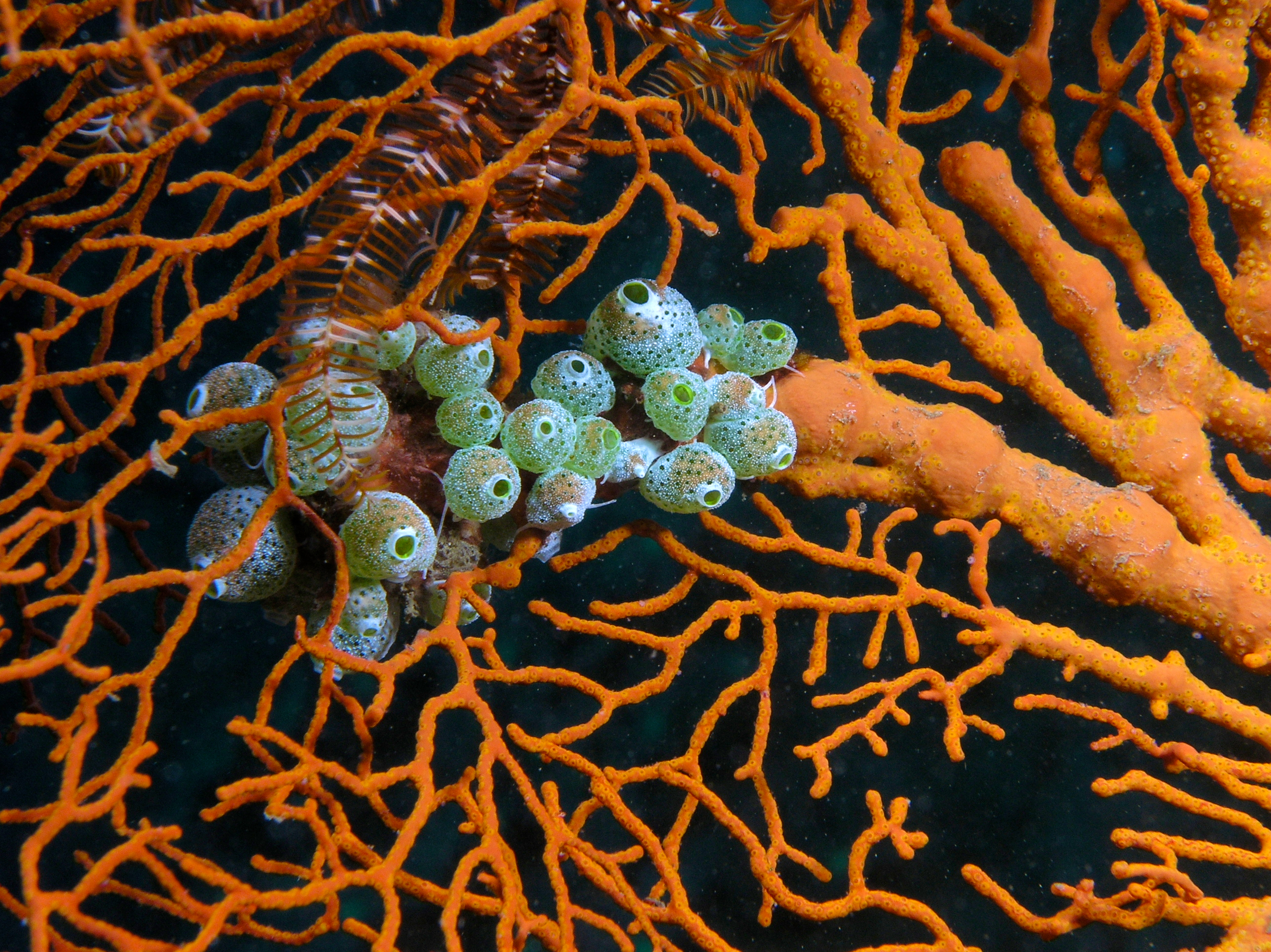 Atriolum robustum (Ascidians) growing on Melithaea sp. (Soft coral)