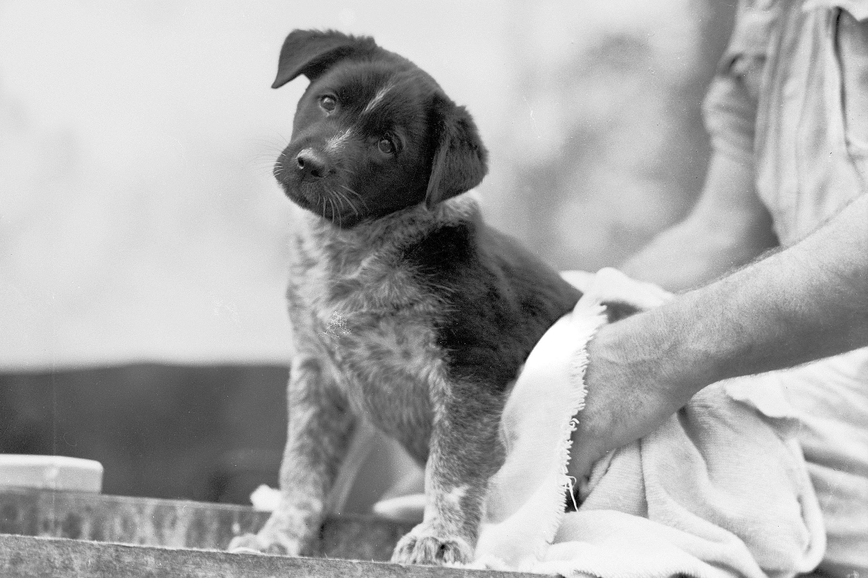 Australian Cattle Dog puppy mascot