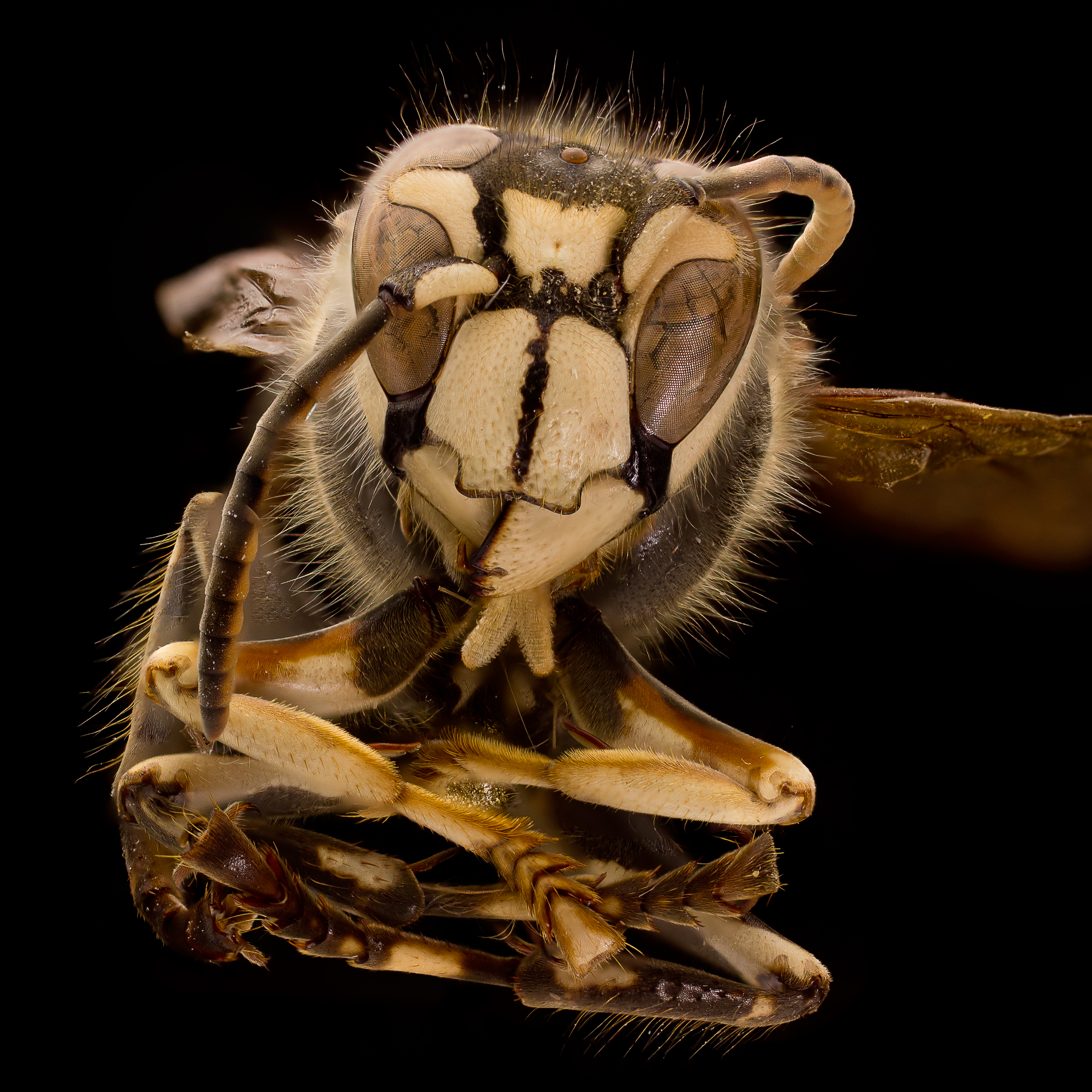 Bald-Faced Hornet (Dolichovespula maculata) (12513190215)