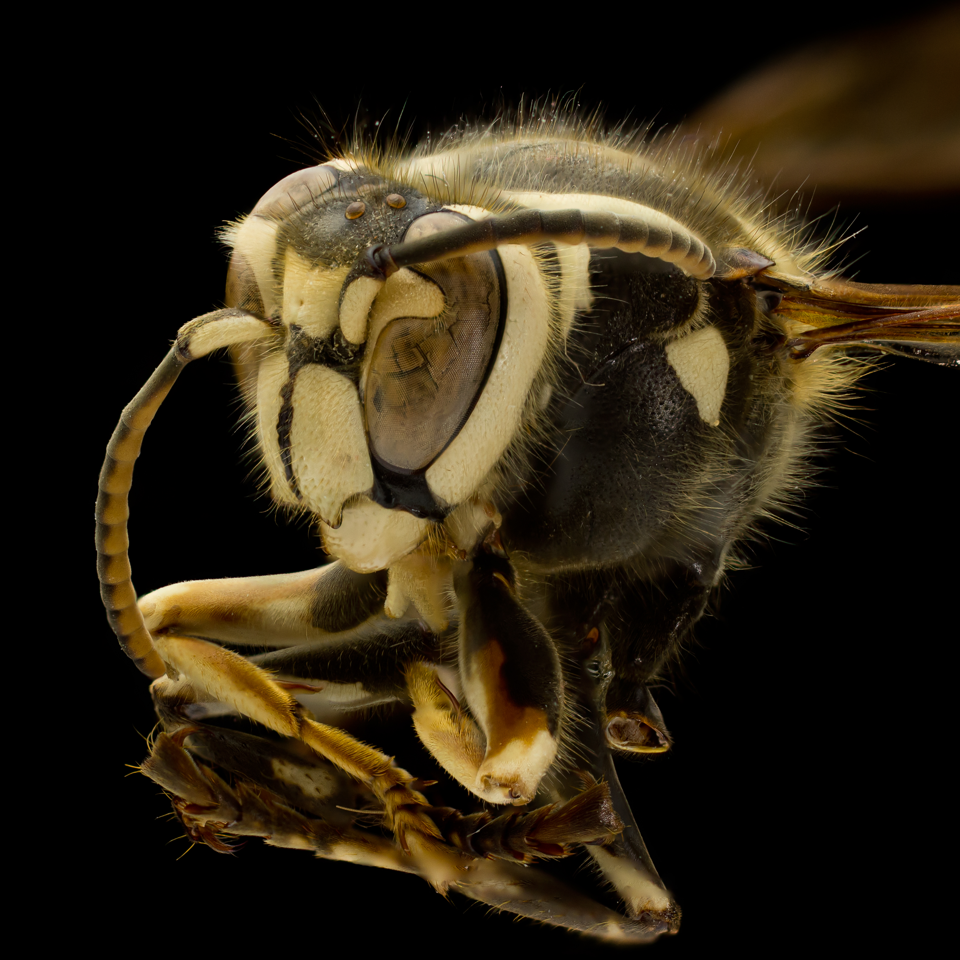 Bald-Faced Hornet (Dolichovespula maculata) (12514588143)