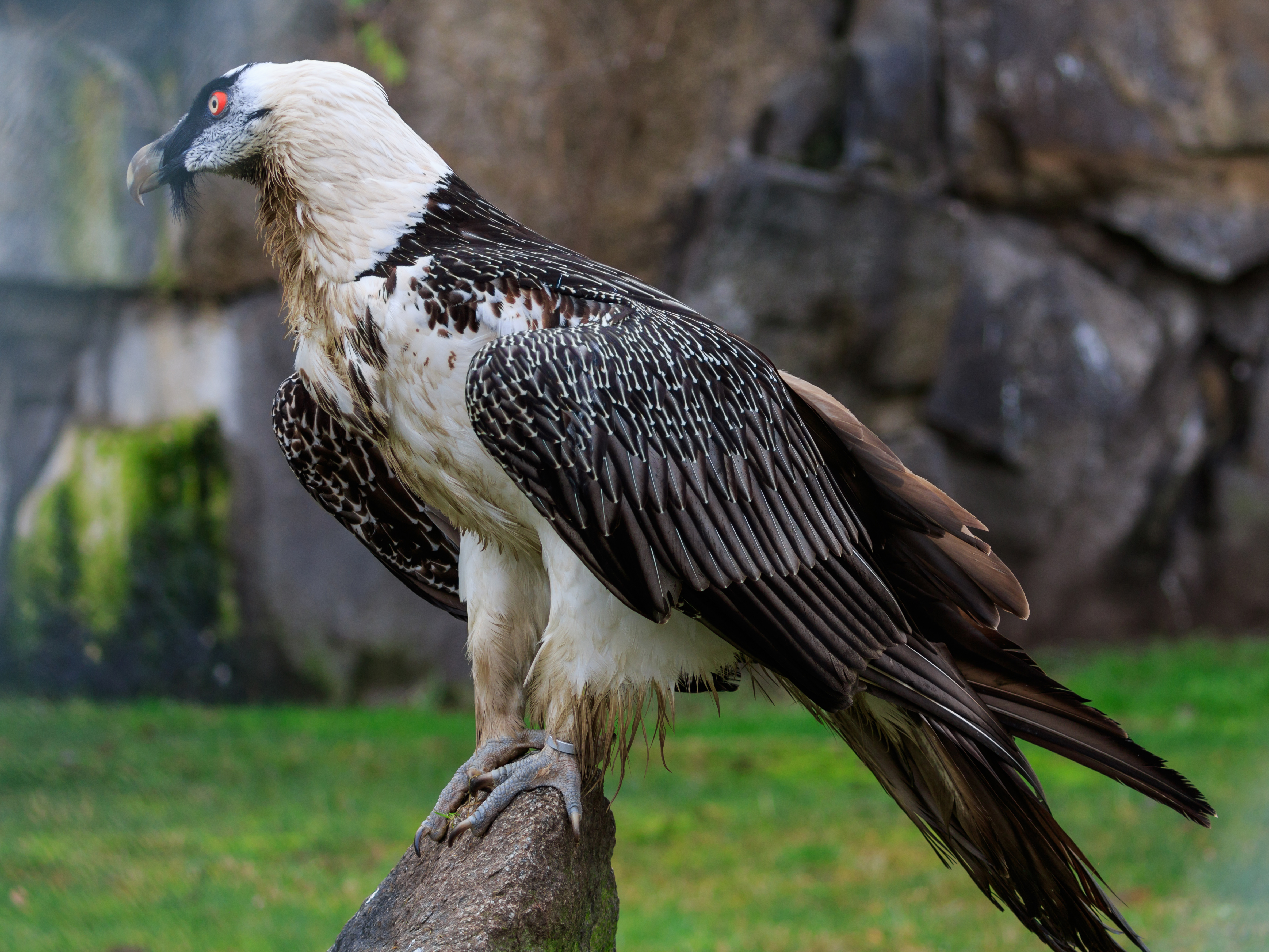 Berlin Tierpark Friedrichsfelde 12-2015 img15 Bearded vulture