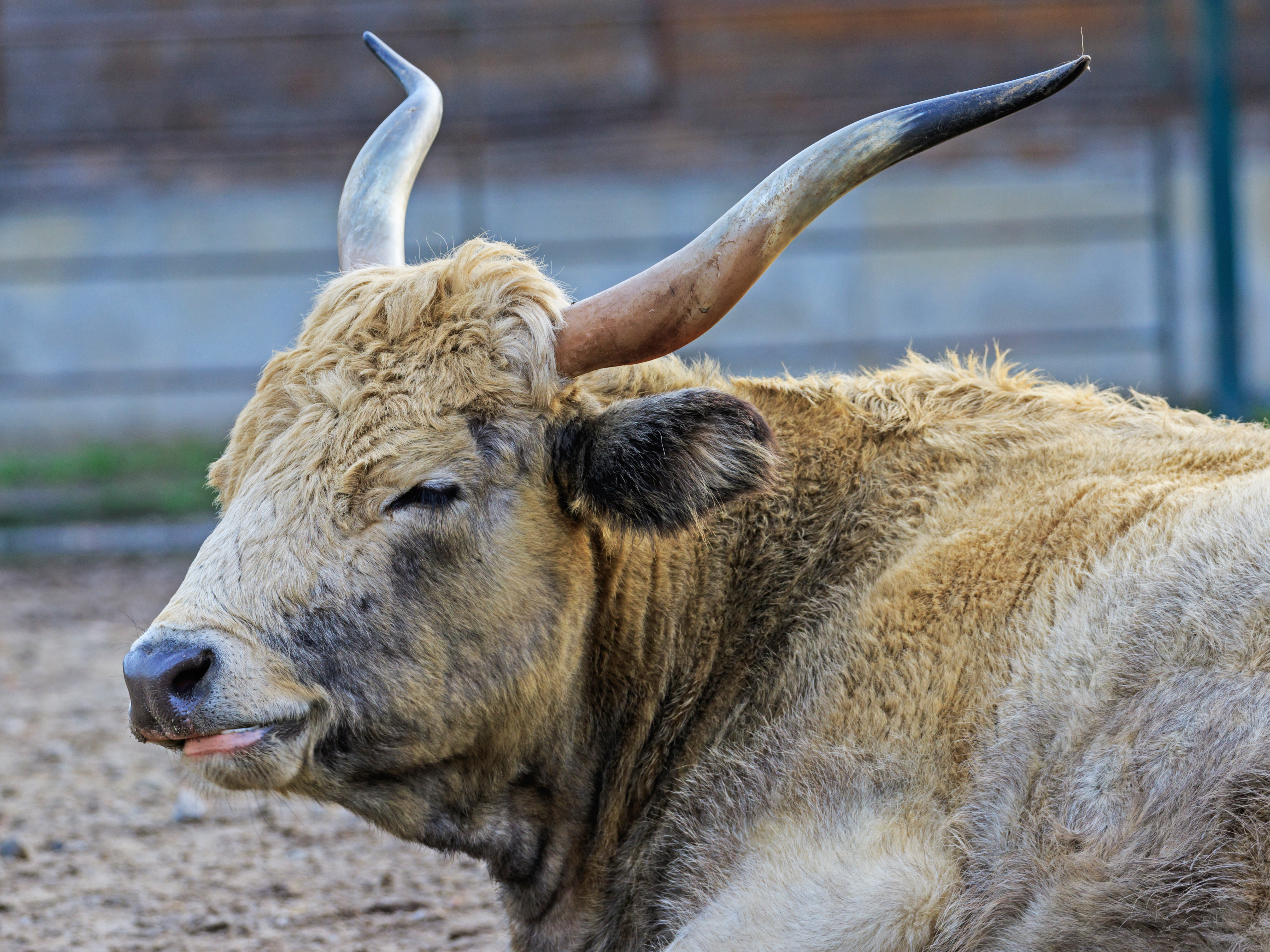 Berlin Tierpark Friedrichsfelde 12-2015 img27 Hungarian Grey cattle