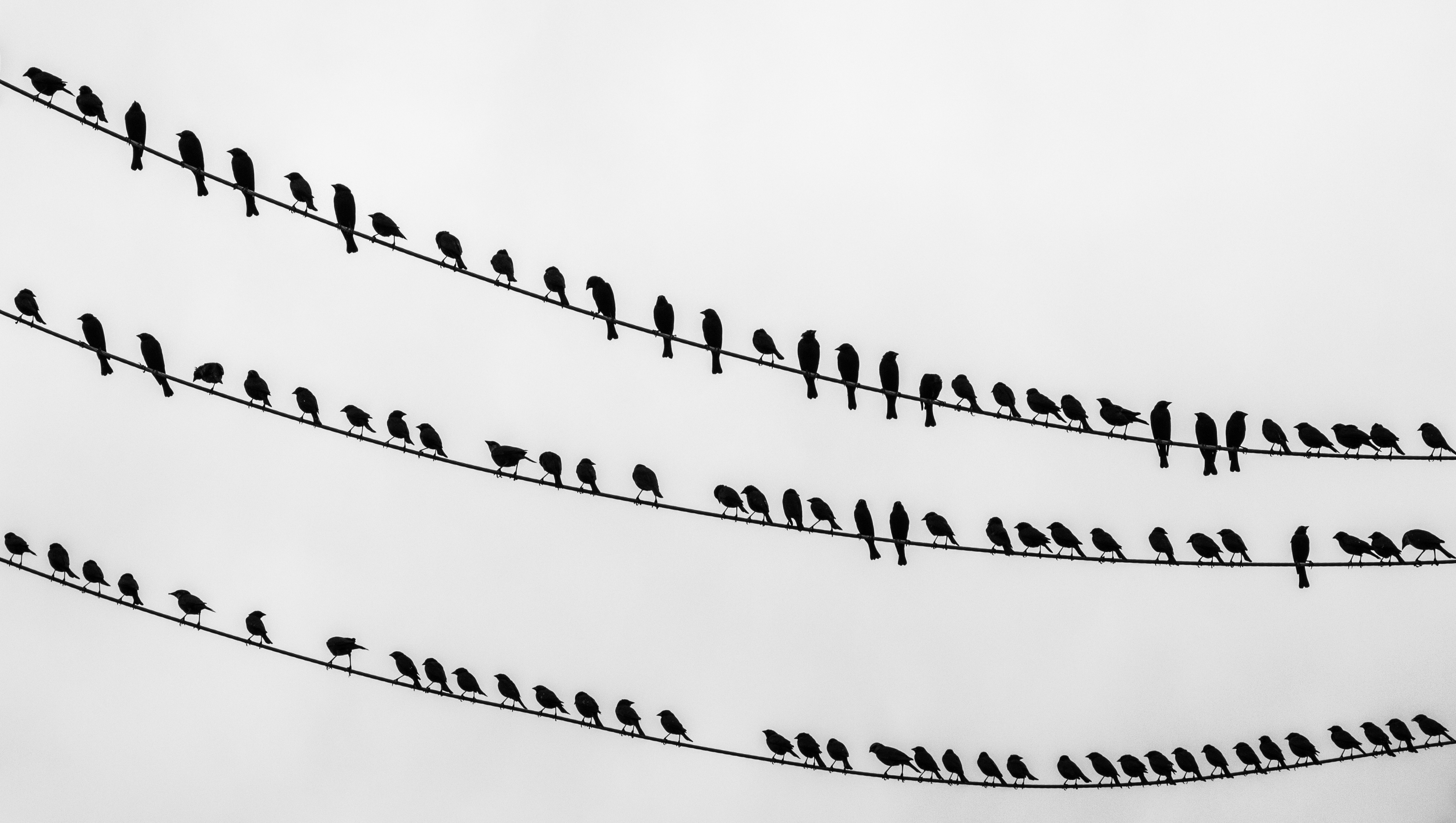 Birds on the wire - crop