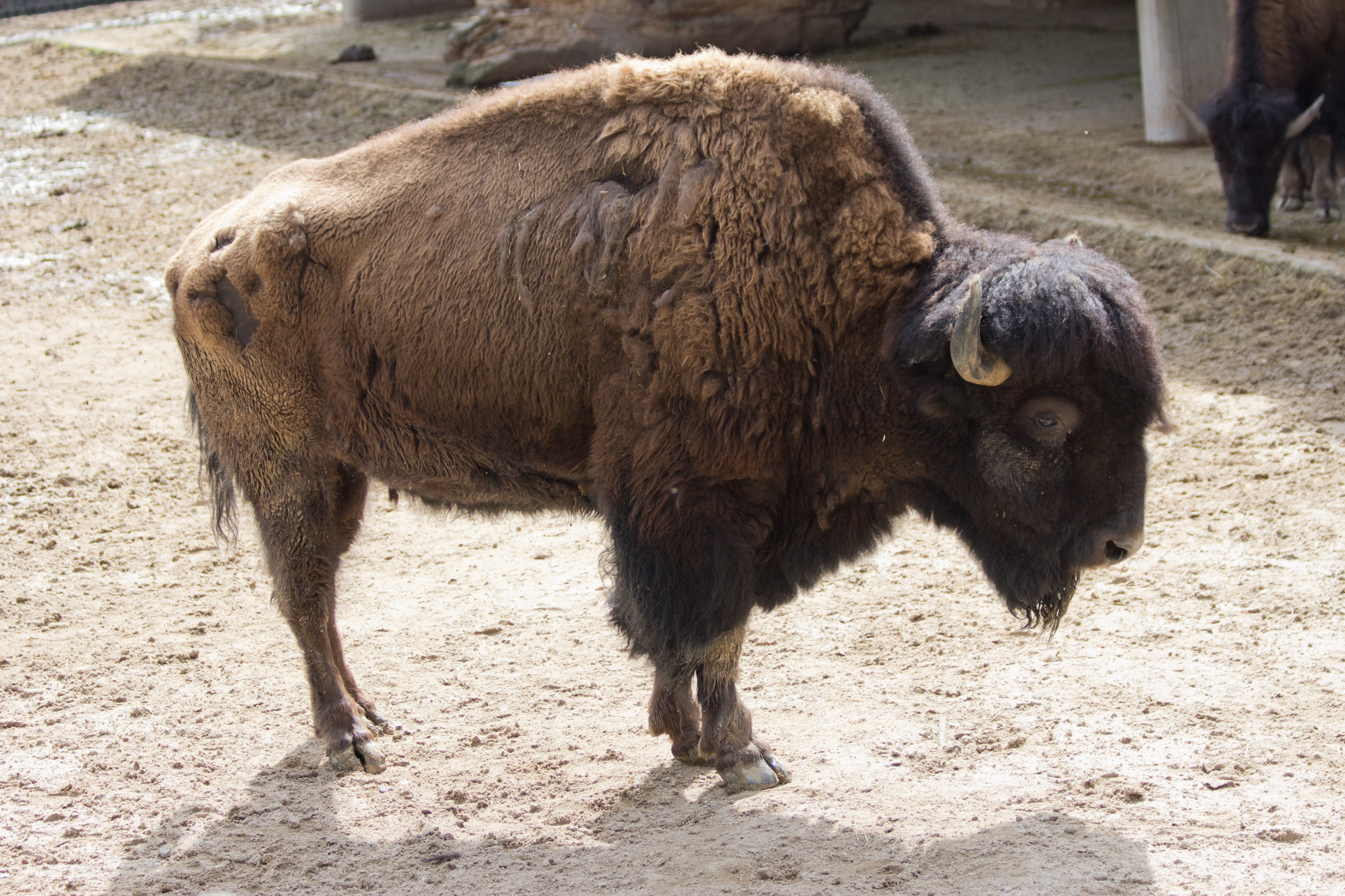 Bison bison - 01